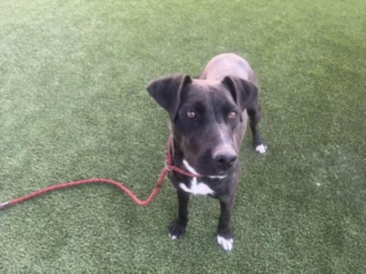 CAMBIA, Adoptable, Adult Female Labrador Retriever & Mixed Breed.
