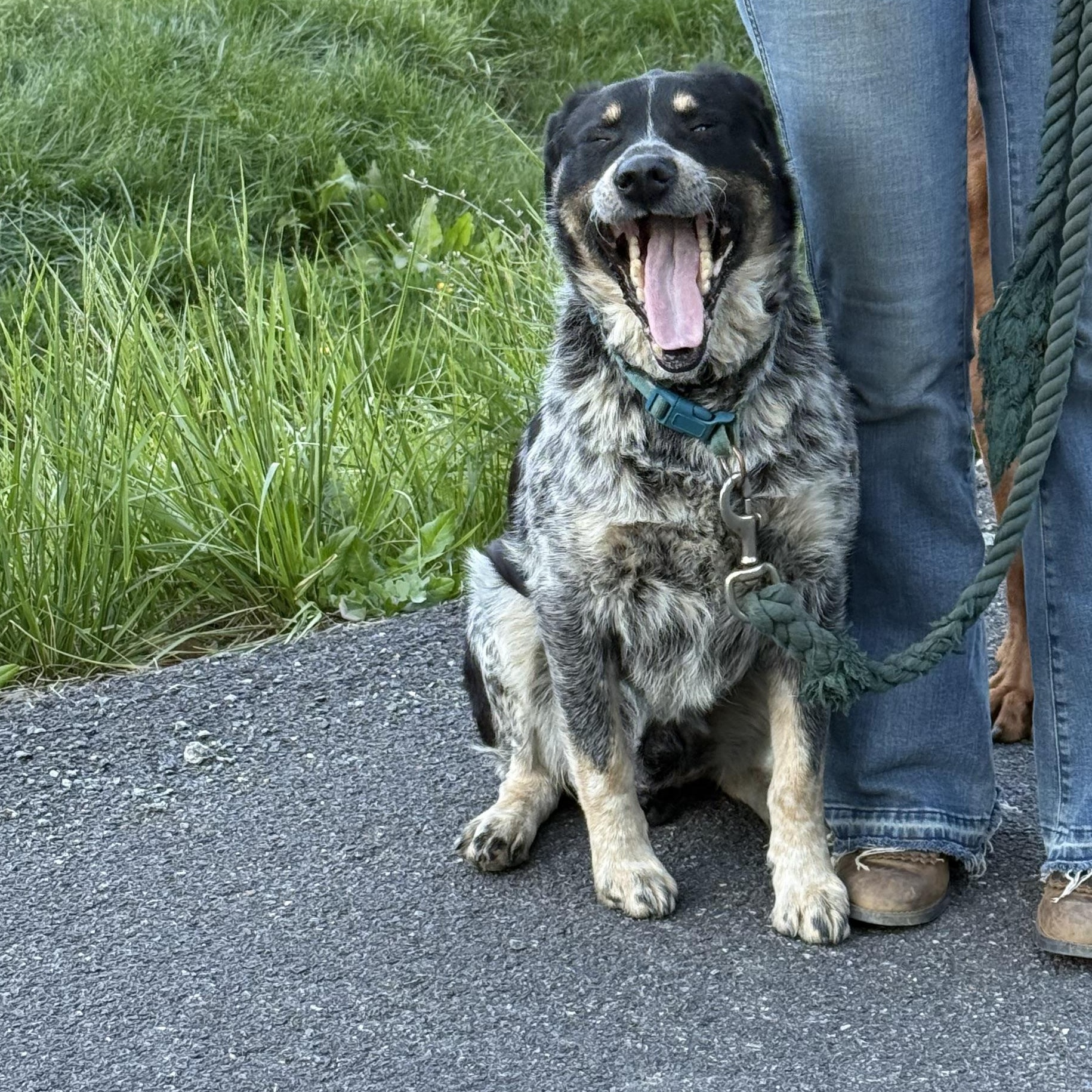 Enlarge Oakley, an adopted mixed breed in Fries, VA image 3/3
