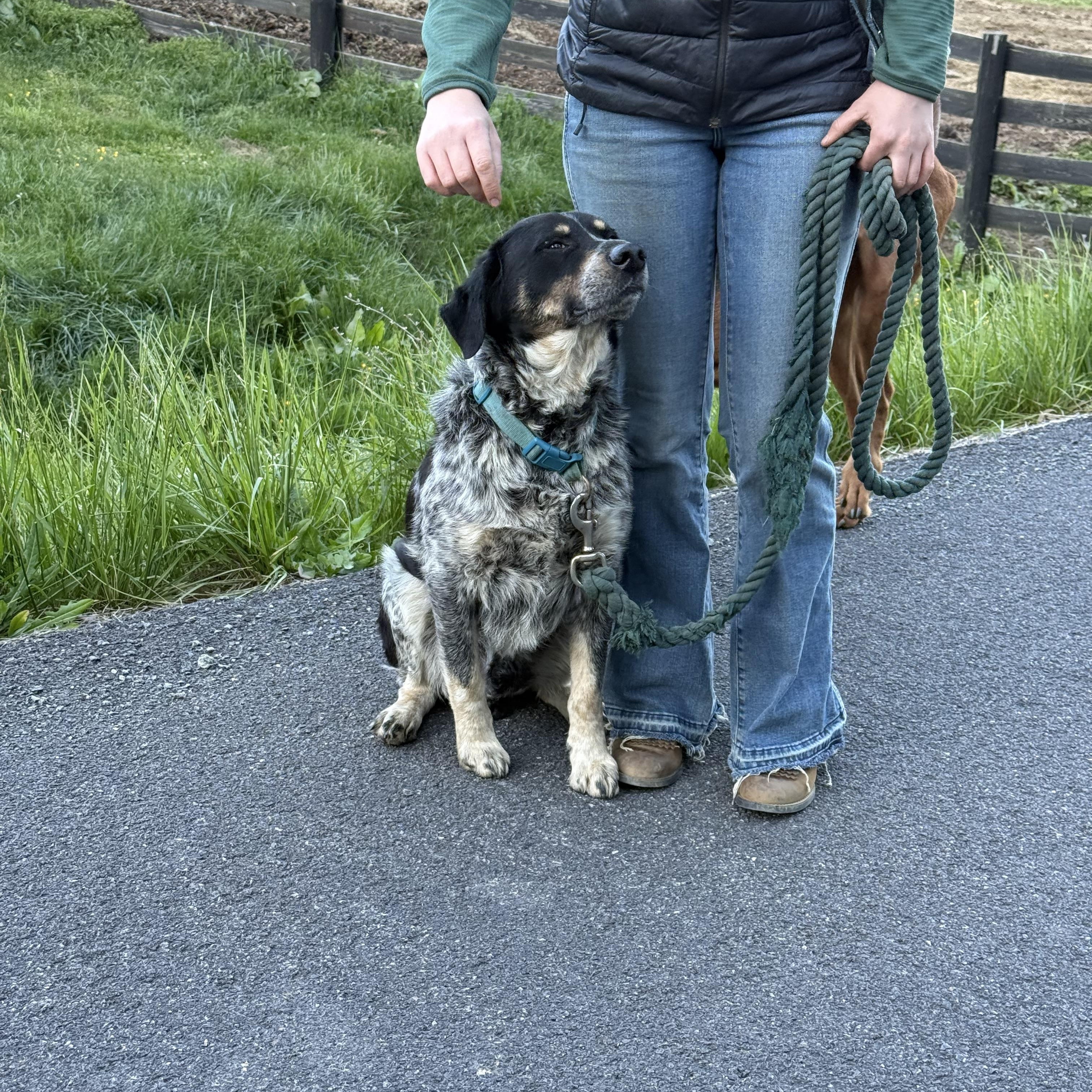 Enlarge Oakley, an adopted mixed breed in Fries, VA image 2/3