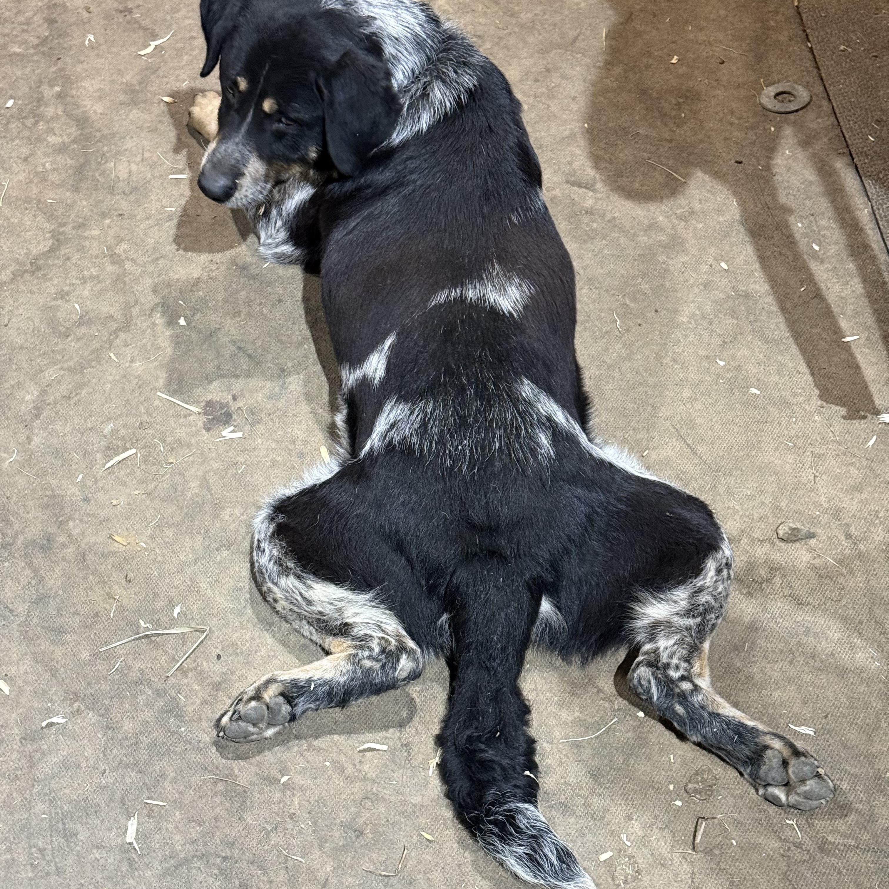 Enlarge Oakley, an adopted mixed breed in Fries, VA image 1/3