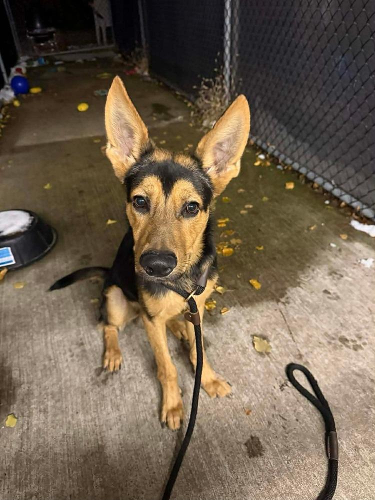 Ramen Noodles, a Adoptable mixed breed in Suamico, WI image 1/2