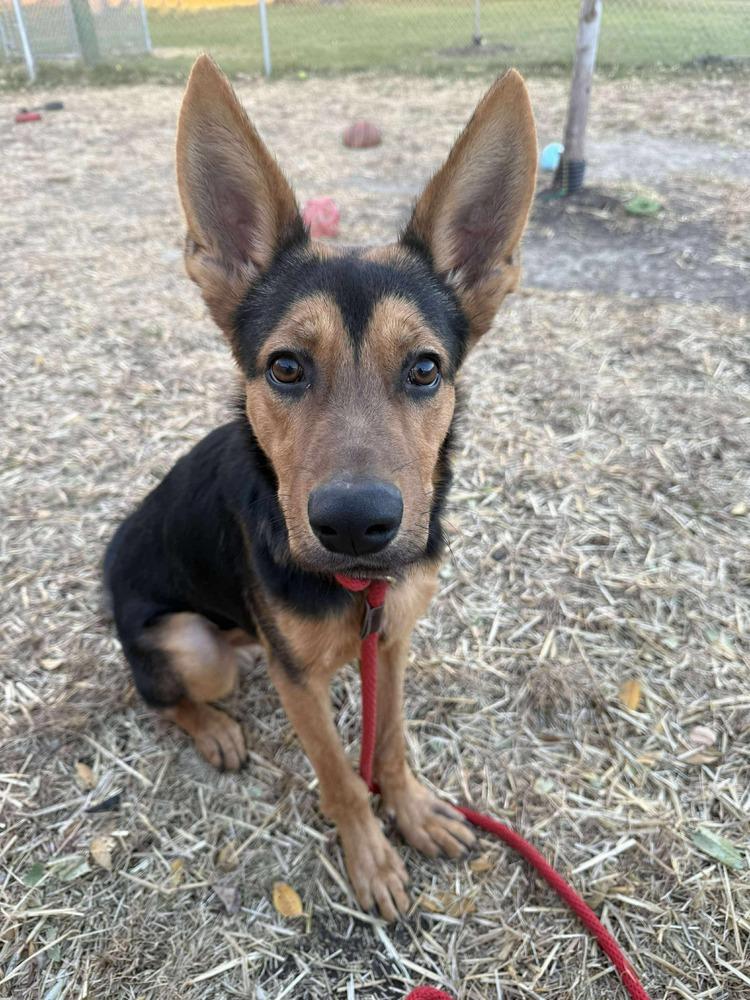 Ramen Noodles, a Adoptable mixed breed in Suamico, WI image 2/2