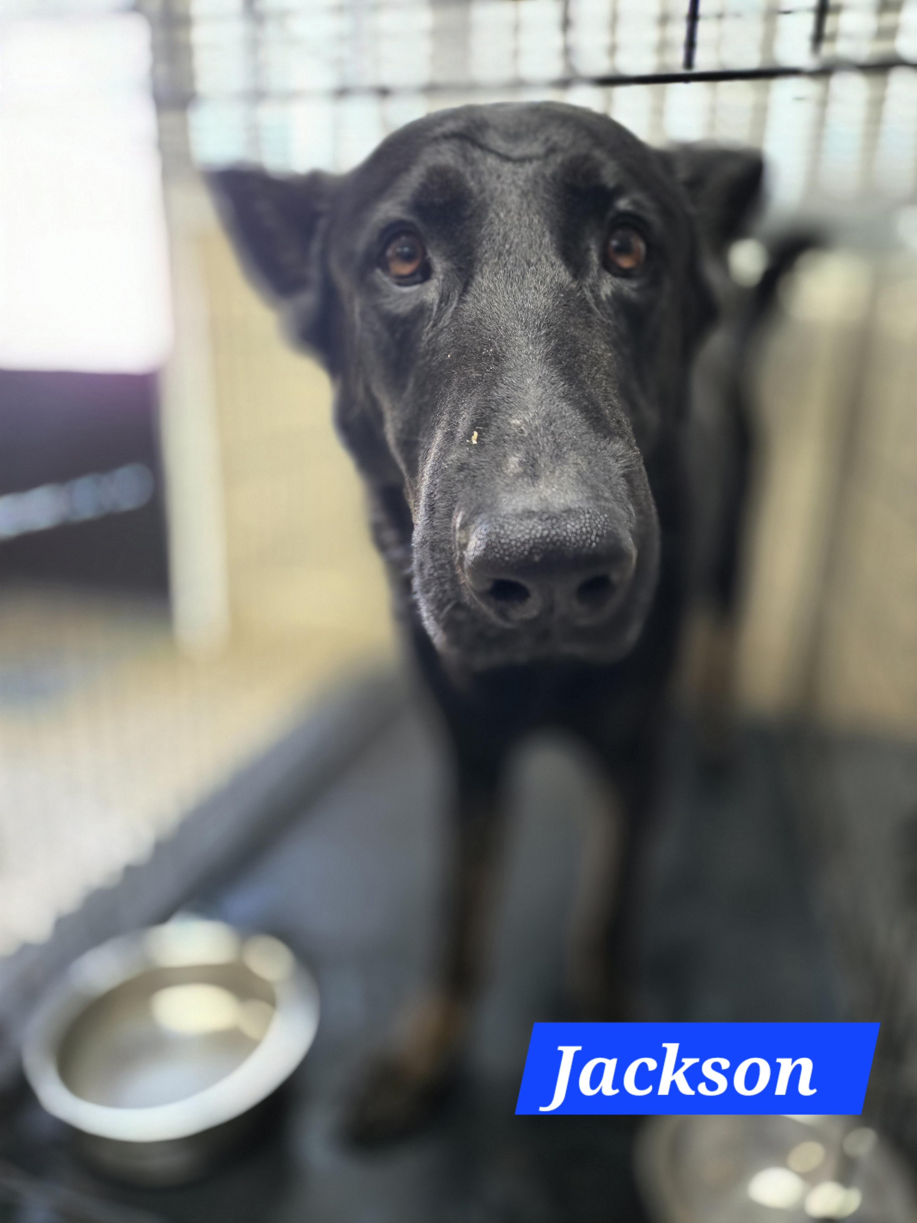 Jackson