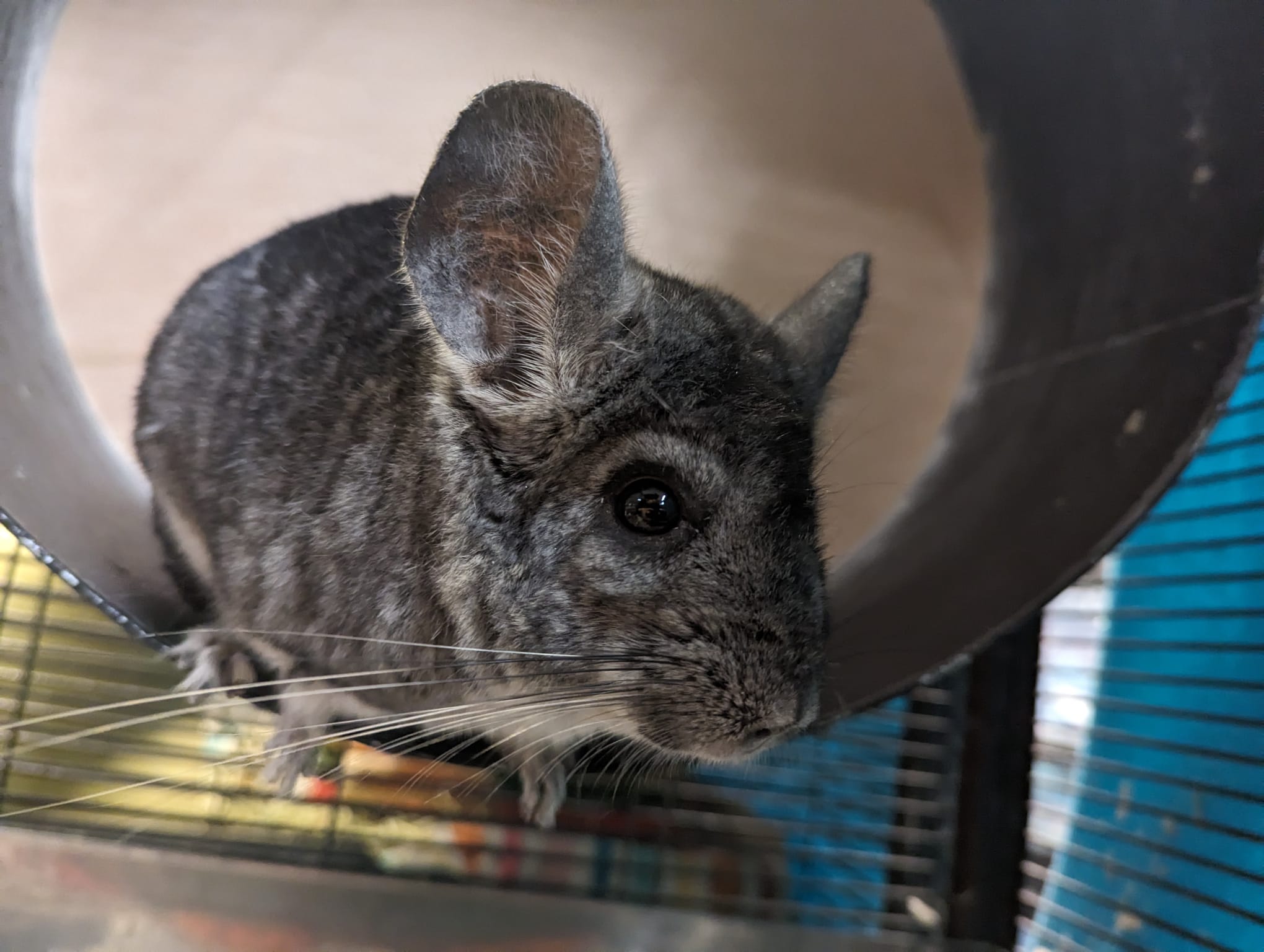 Raven, a Adoptable Chinchilla in Fountain Valley, CA image 1/5