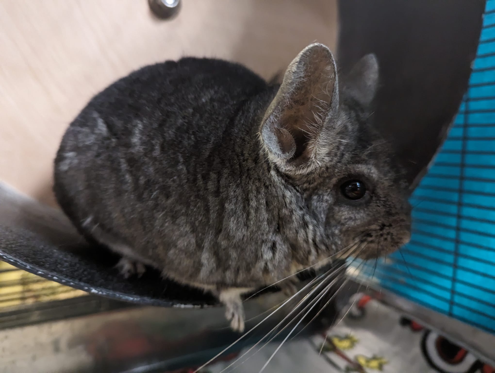 Raven, Adult Female Chinchilla