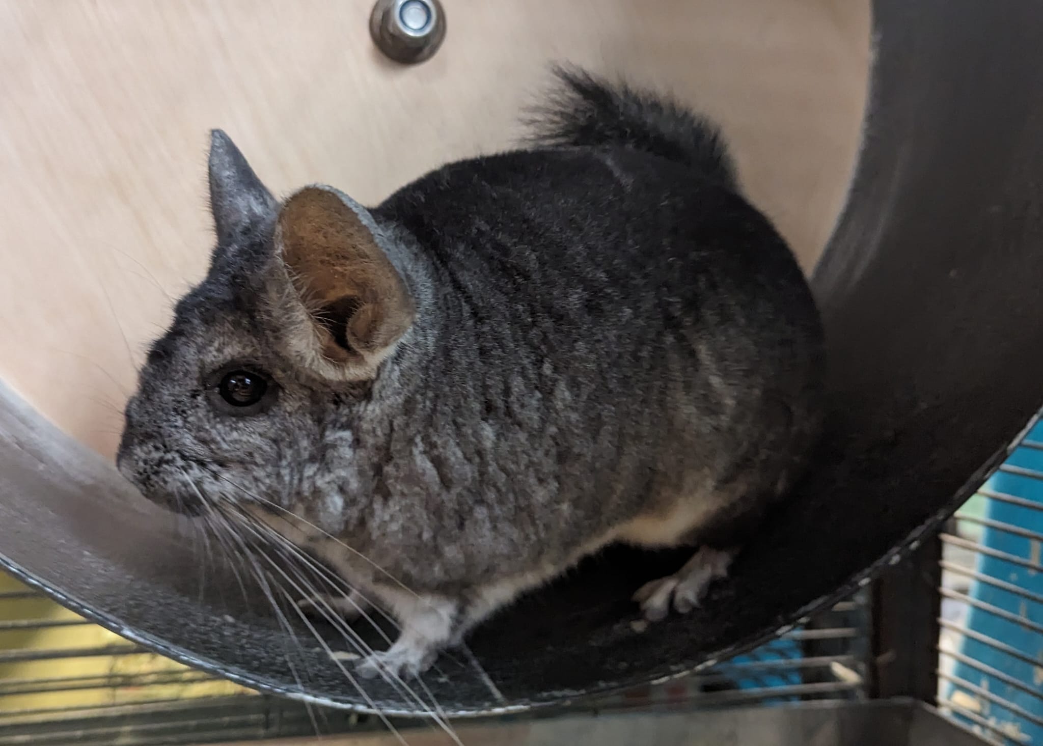 Raven, a Adoptable Chinchilla in Fountain Valley, CA image 3/5
