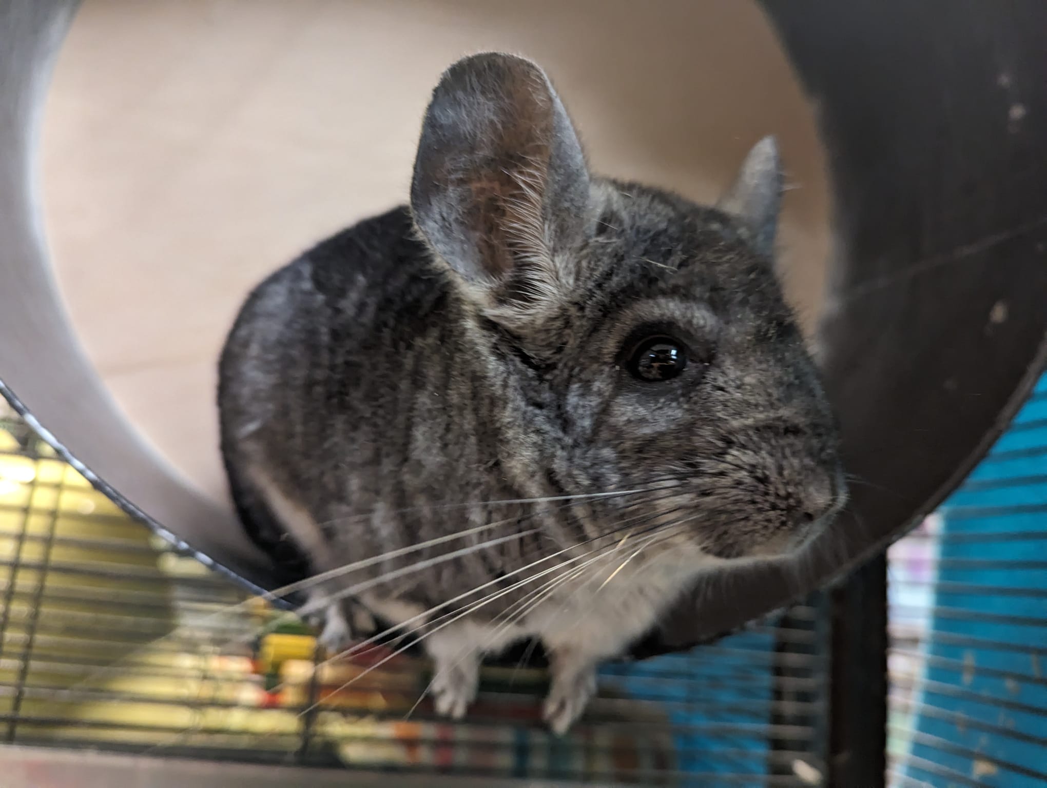 Raven, a Adoptable Chinchilla in Fountain Valley, CA image 4/5