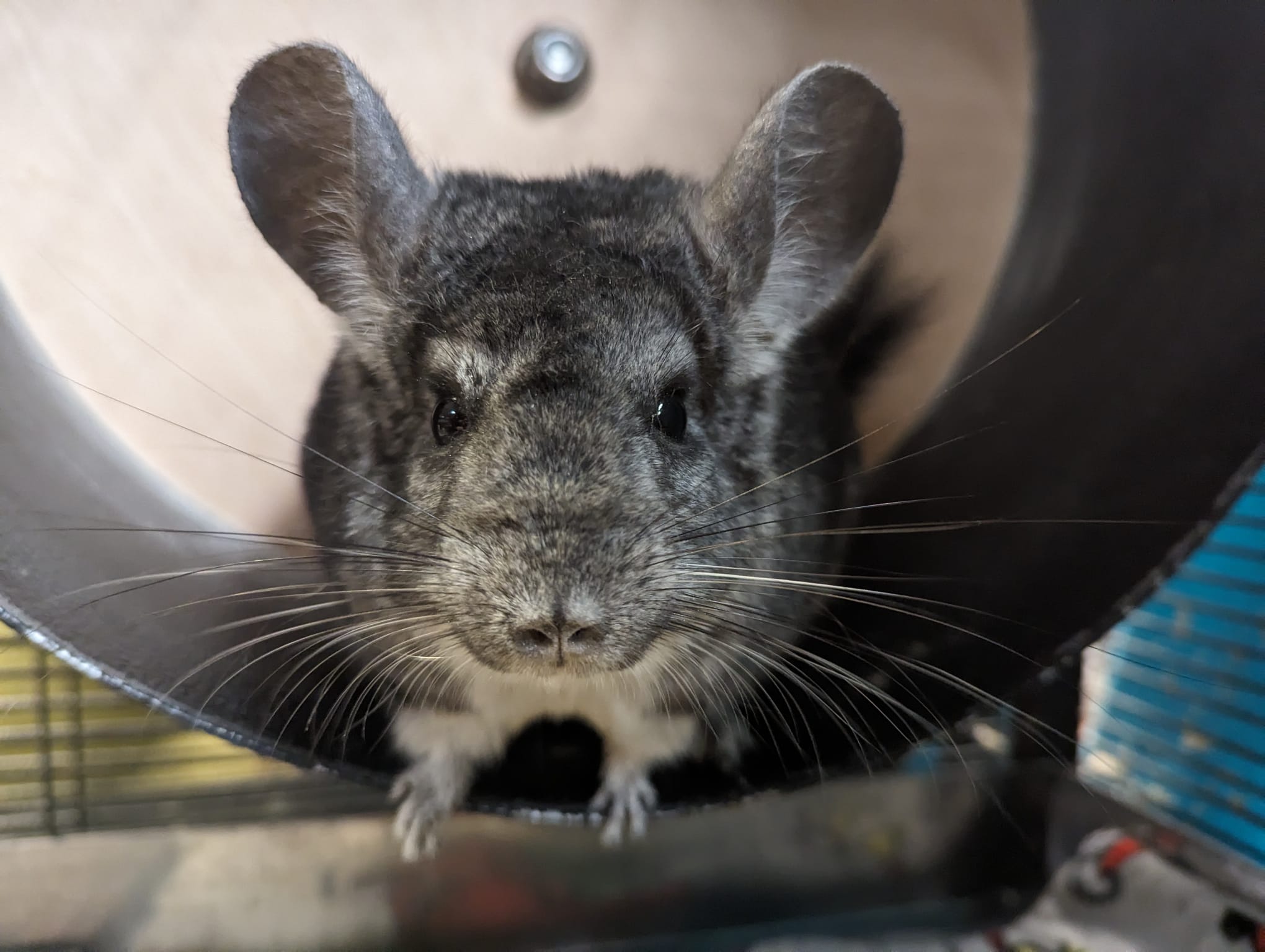 Raven, a Adoptable Chinchilla in Fountain Valley, CA image 5/5
