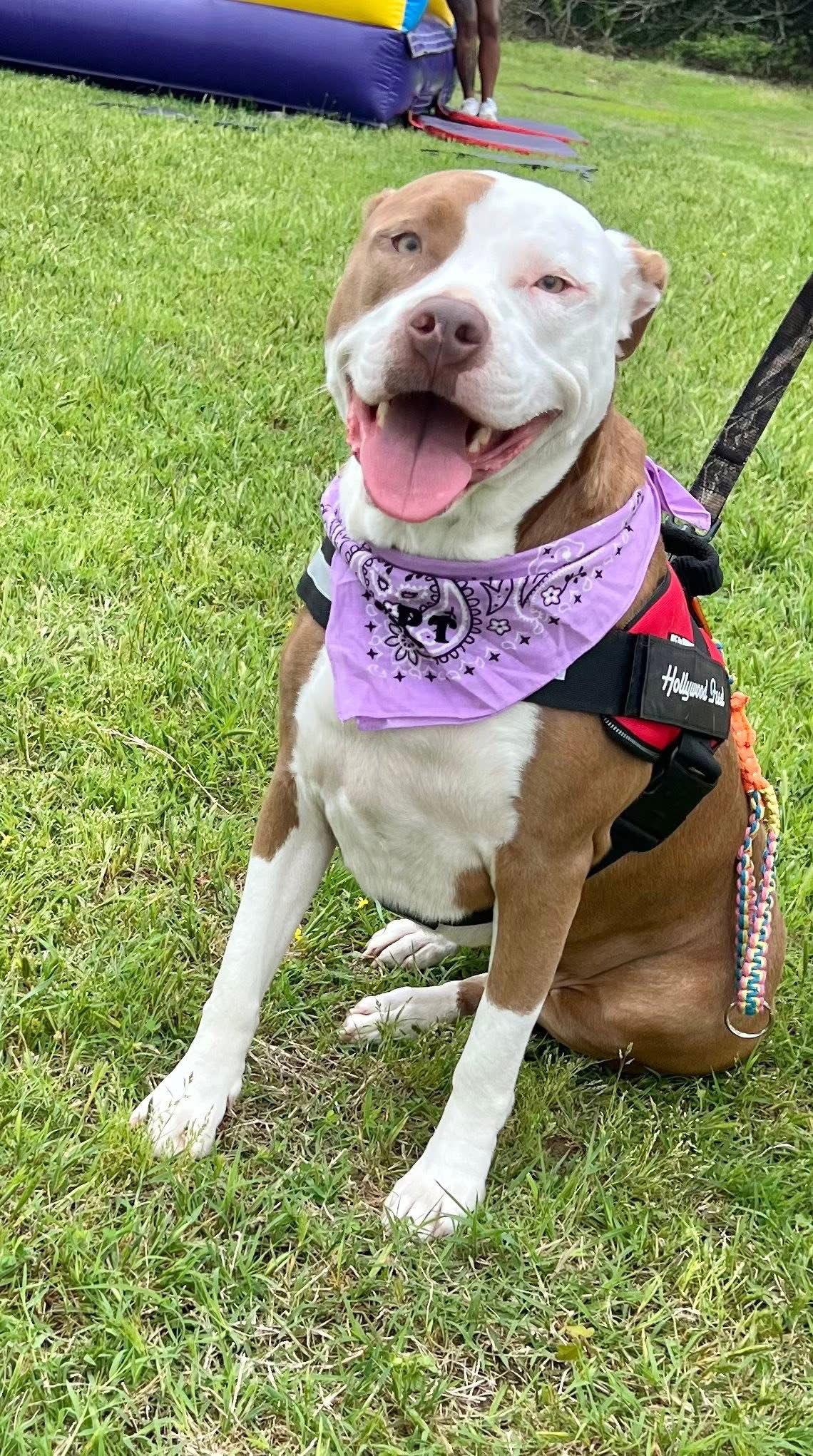 Reba, Adopted, Young Female American Staffordshire Terrier.