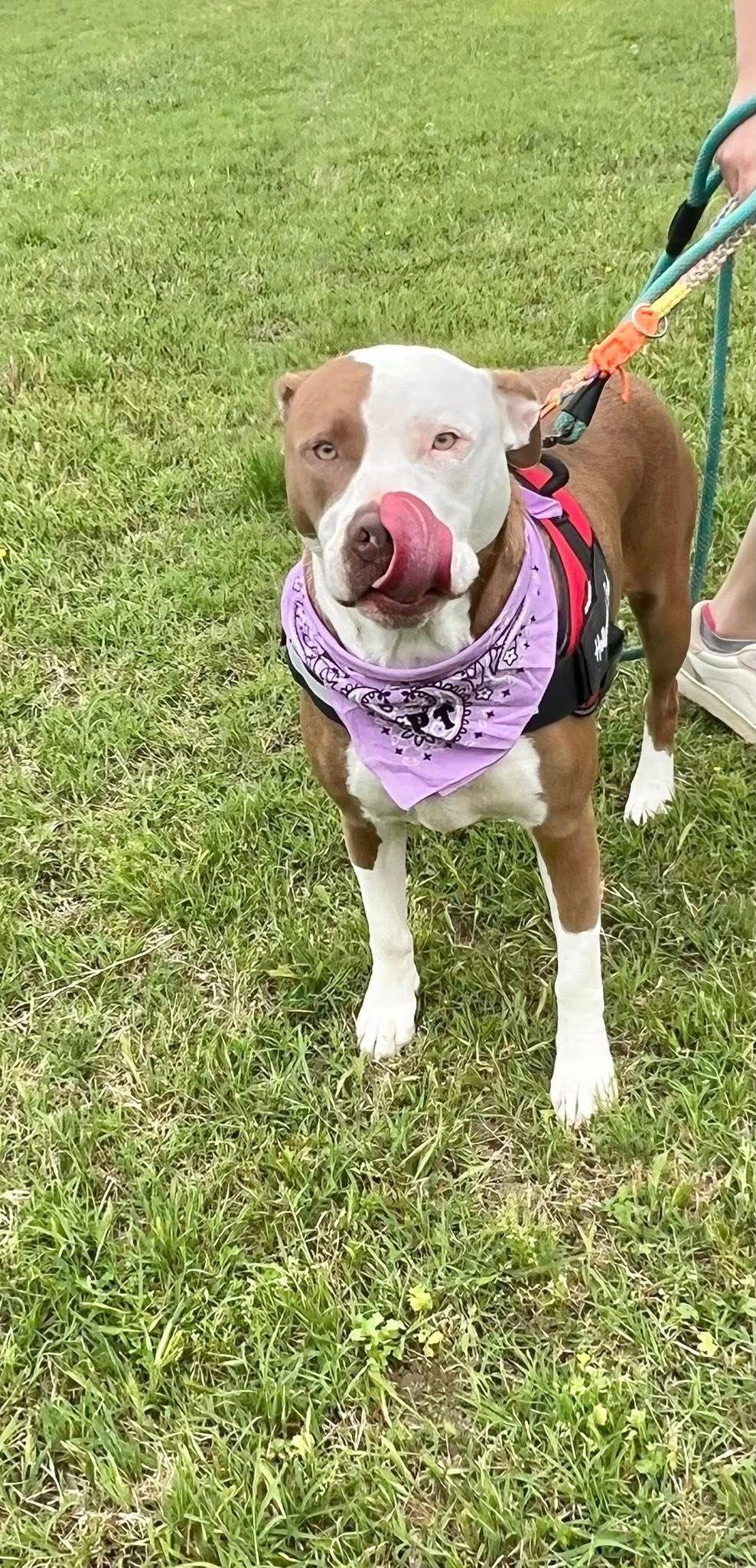 Reba, a Adopted American Staffordshire Terrier in Munford, TN image 2/3