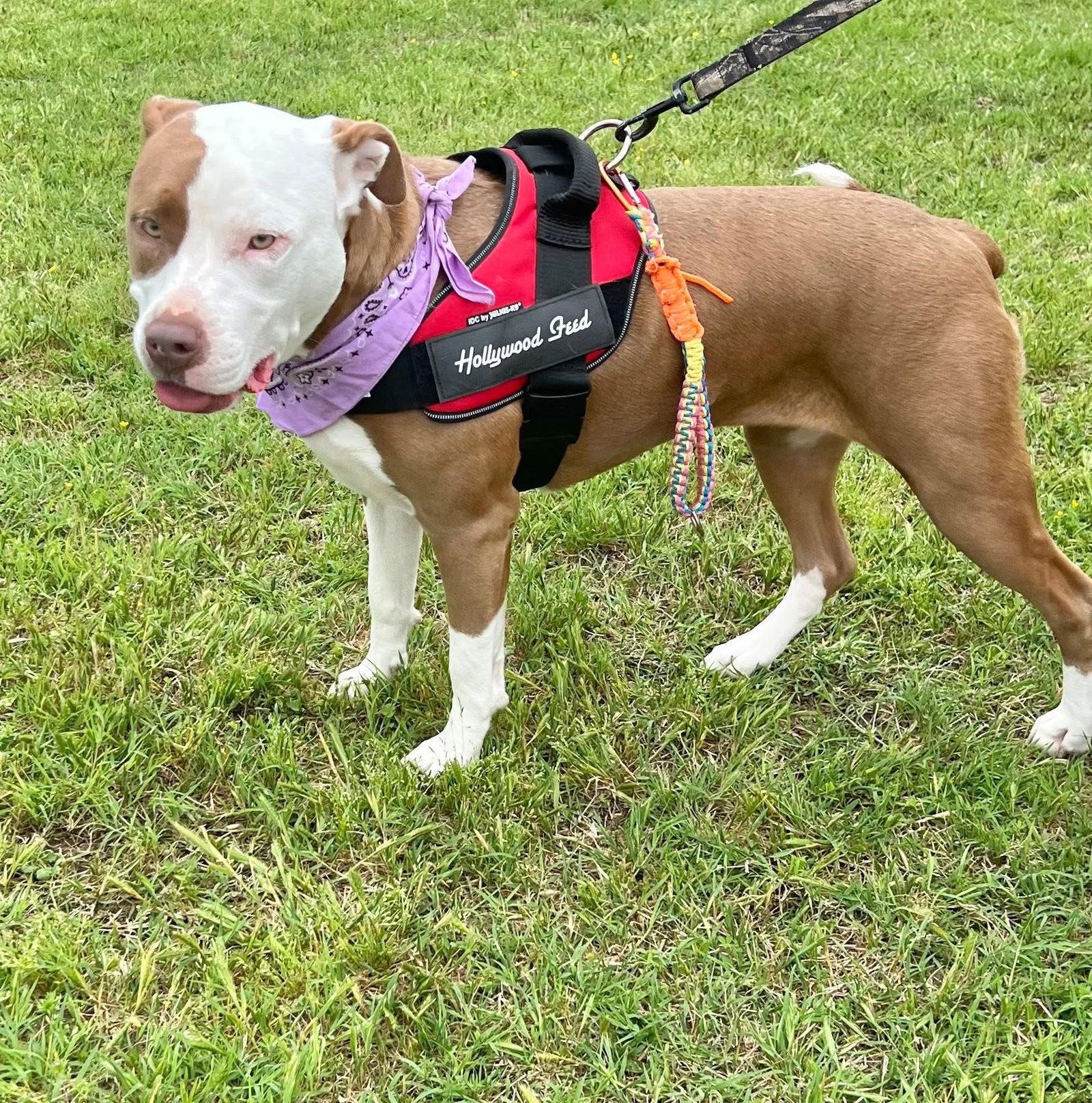 Reba, a Adopted American Staffordshire Terrier in Munford, TN image 3/3