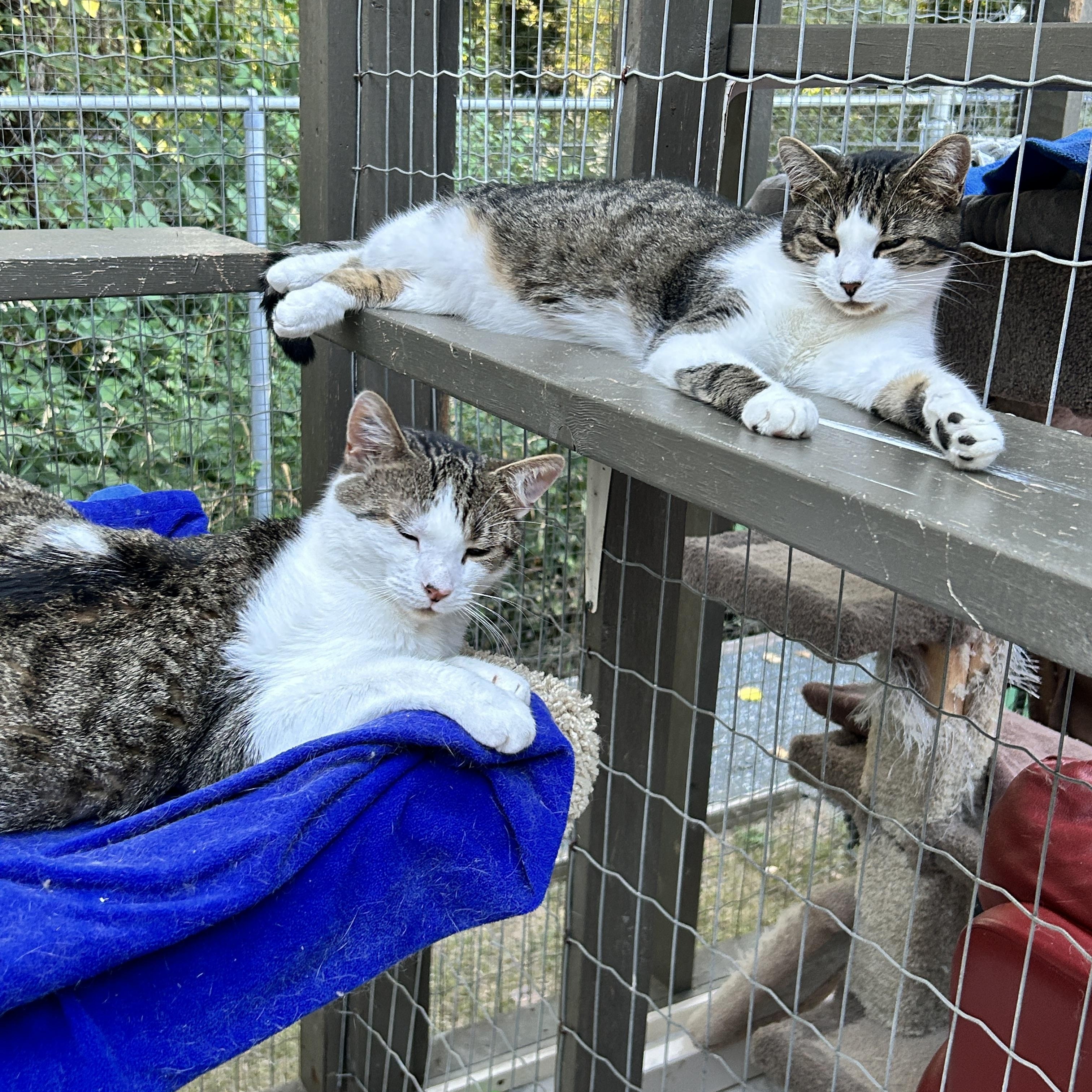 Burble (Bonded with Canopy), a Adoptable Tabby image 2/6
