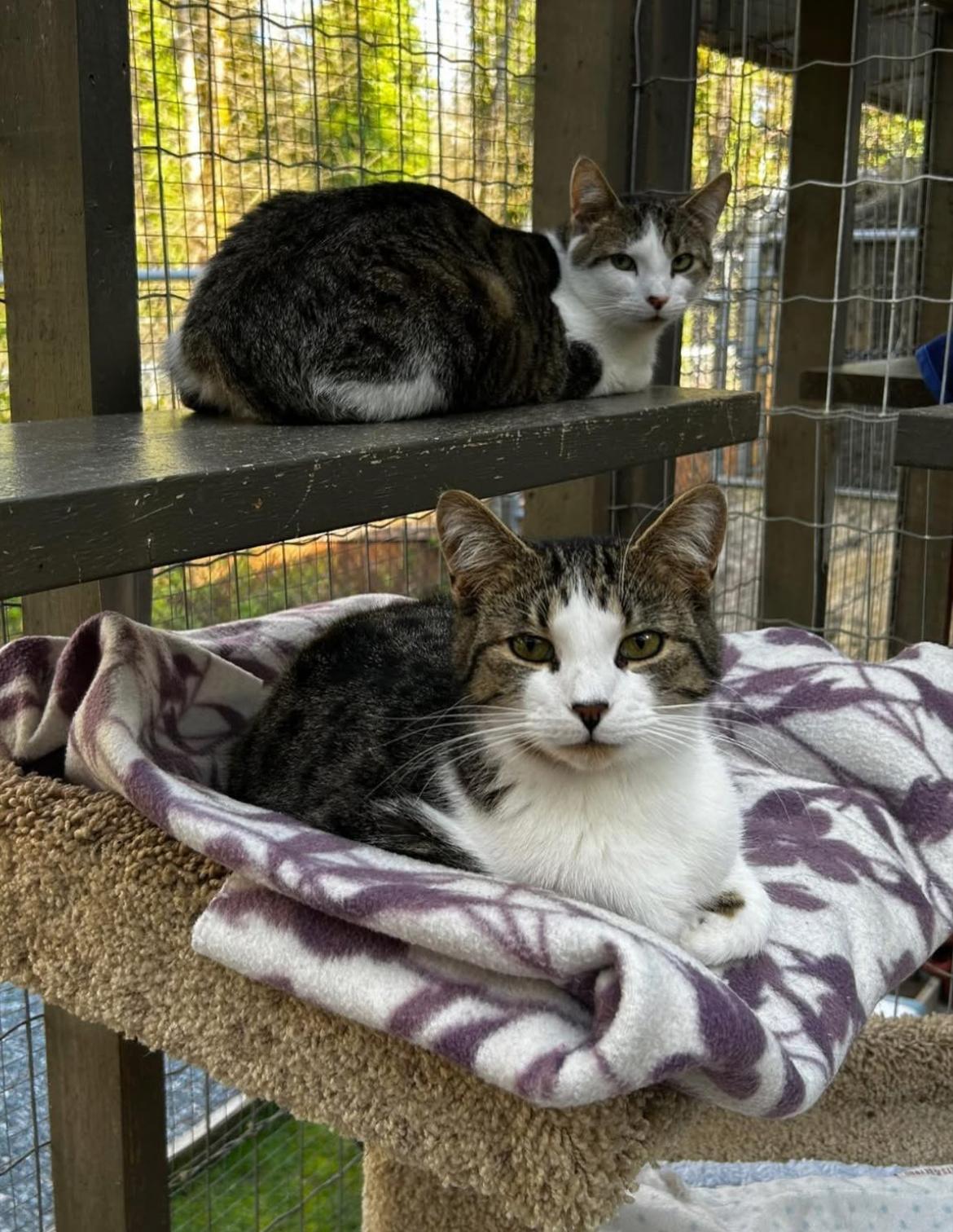 Burble (Bonded with Canopy), an adoptable Tabby in Maple Ridge, BC, V2W 1A4 | Photo Image 5