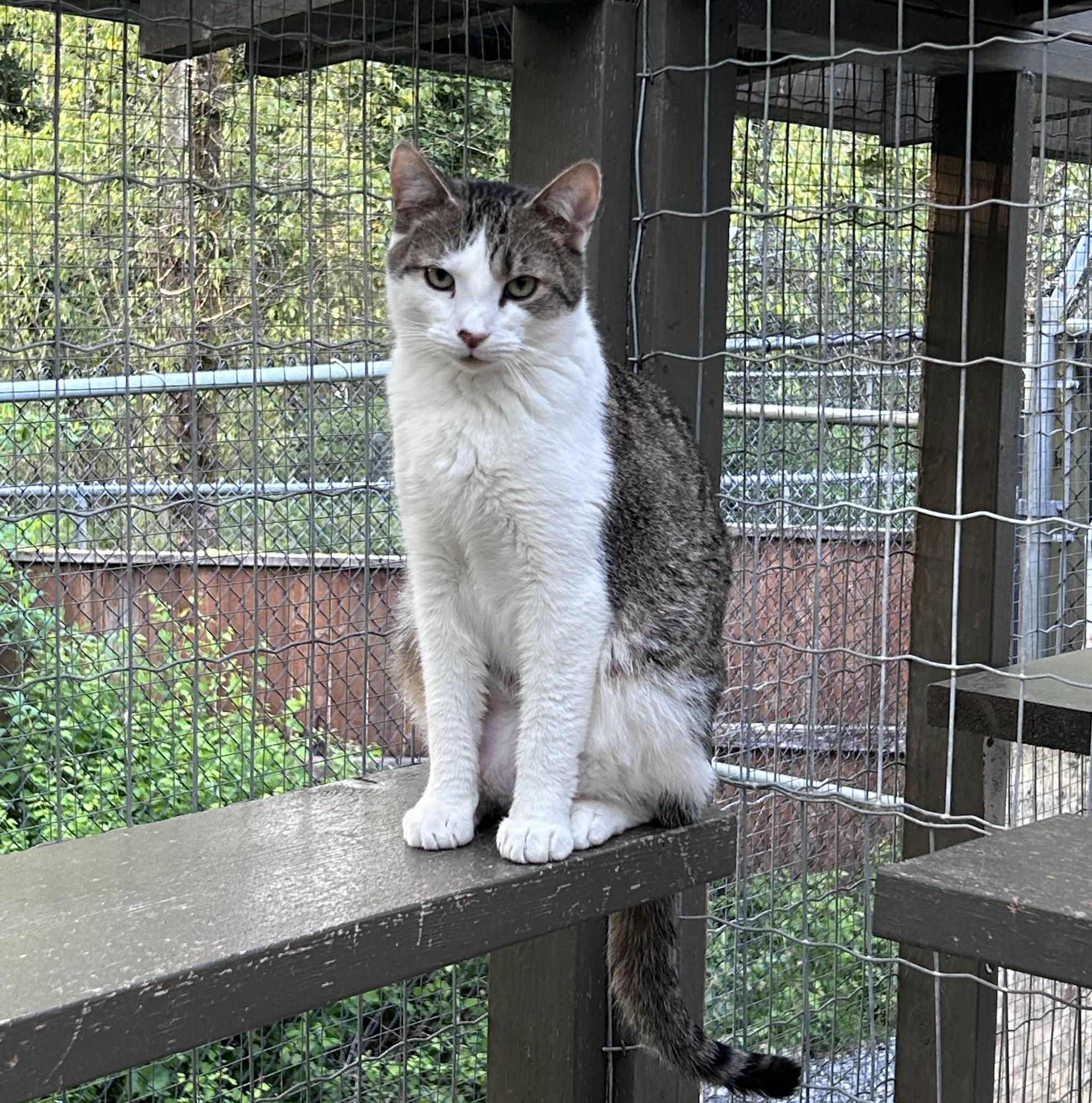 Burble (Bonded with Canopy), a Adoptable Tabby image 6/6