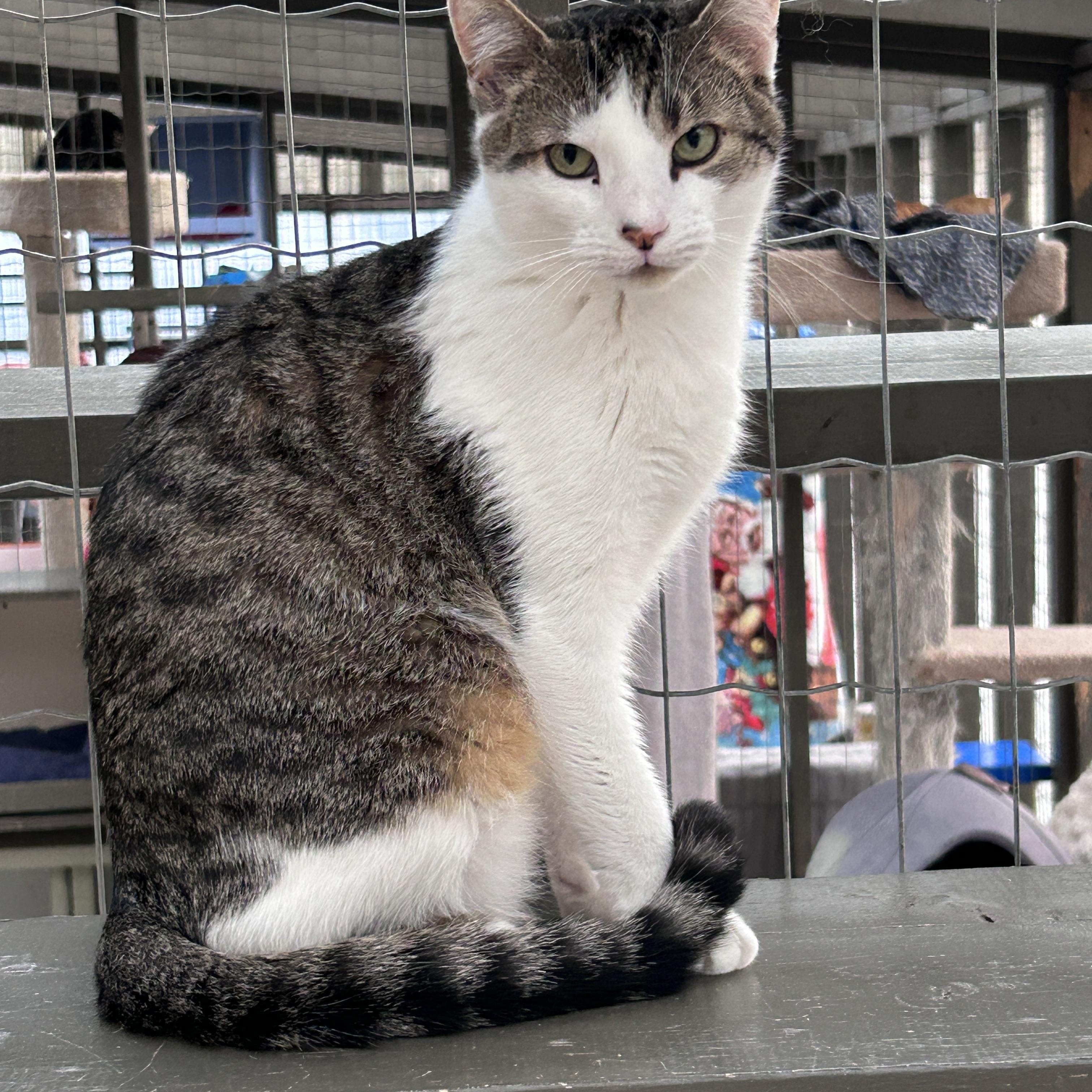 Burble (Bonded with Canopy), a Adoptable Tabby image 4/6