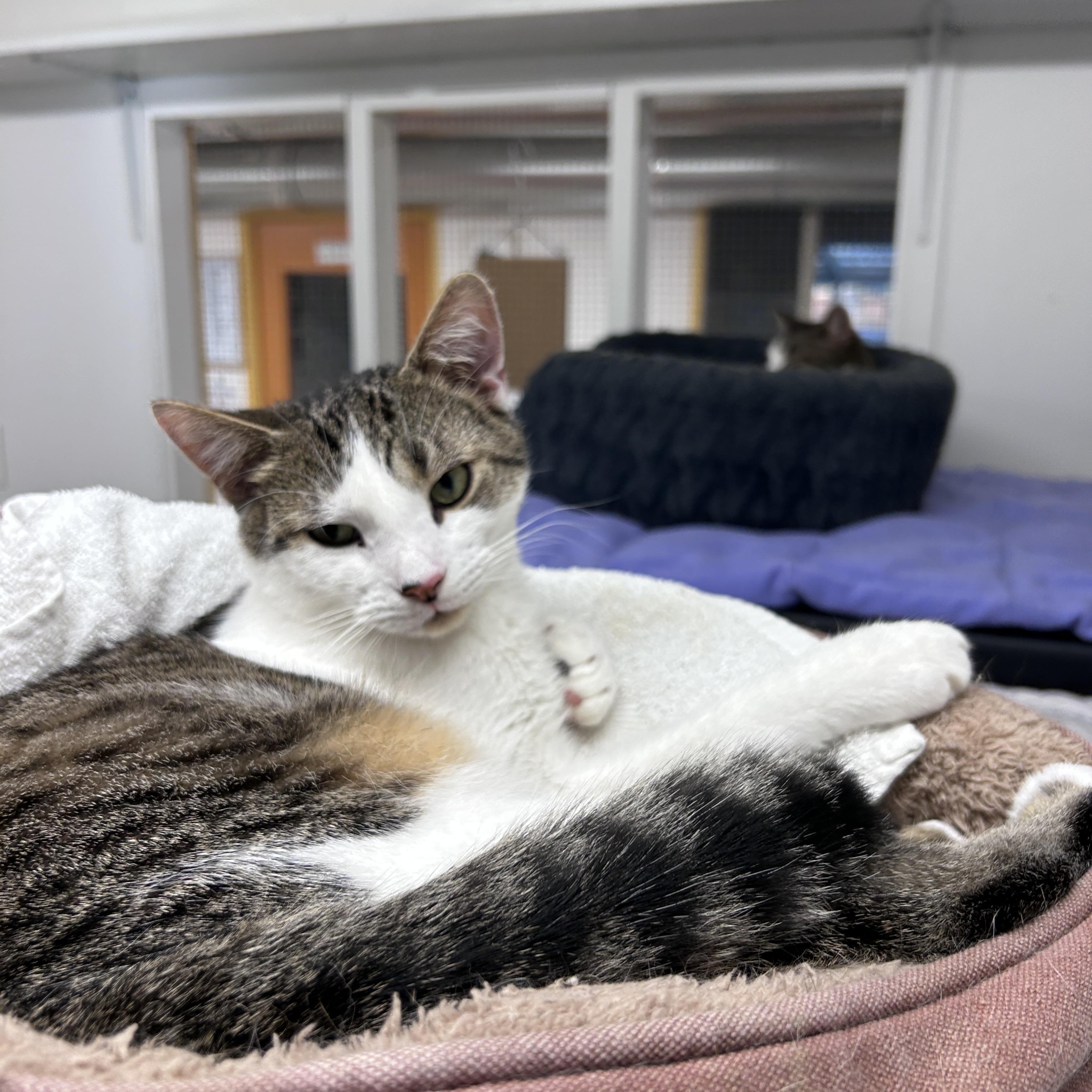 Burble (Bonded with Canopy), a Adoptable Tabby image 3/6