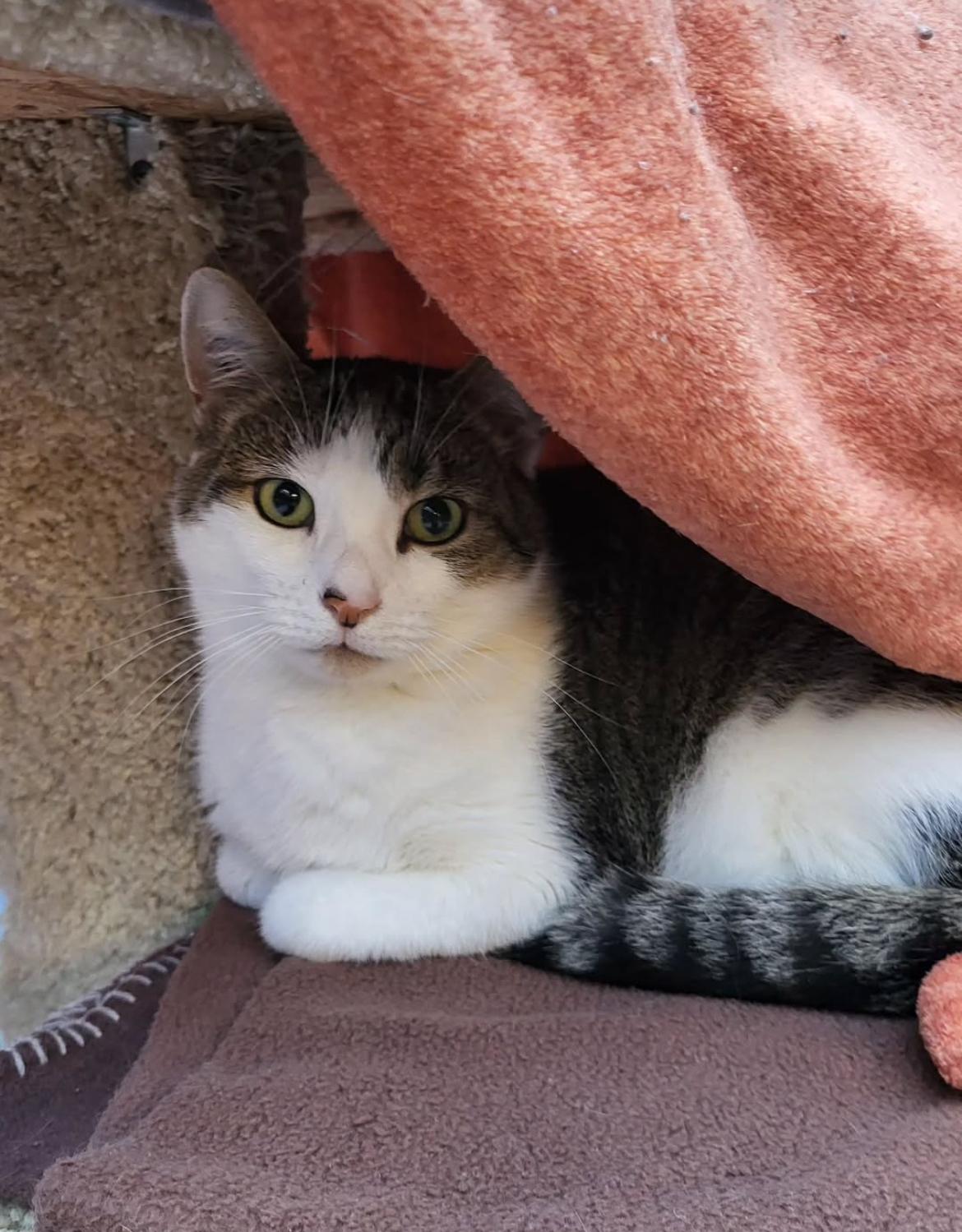 Burble (Bonded with Canopy), a Adoptable Tabby image 1/6