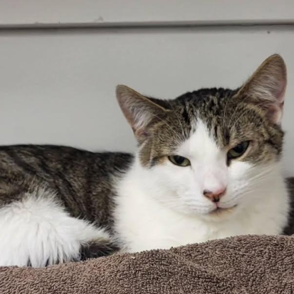 Burble (Bonded with Canopy), an adoptable Tabby in Maple Ridge, BC, V2W 1A4 | Photo Image 4