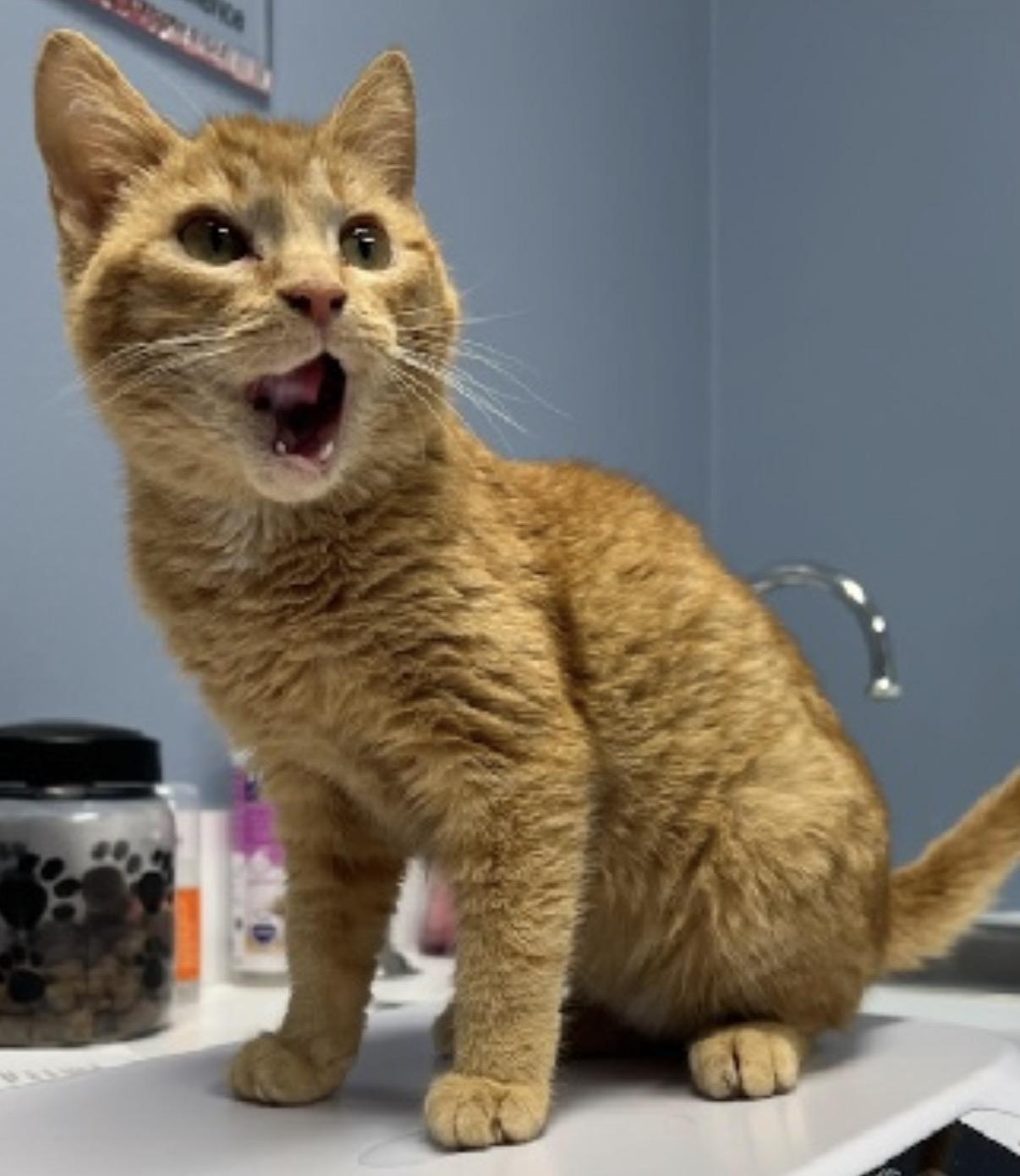 Enlarge Holly, a ADOPTABLE Domestic Short Hair in South Saint Paul, MN image 2/2