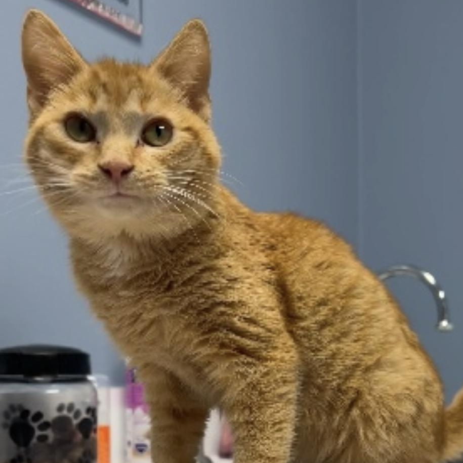 Holly, ADOPTABLE, Kitten Female Domestic Short Hair.