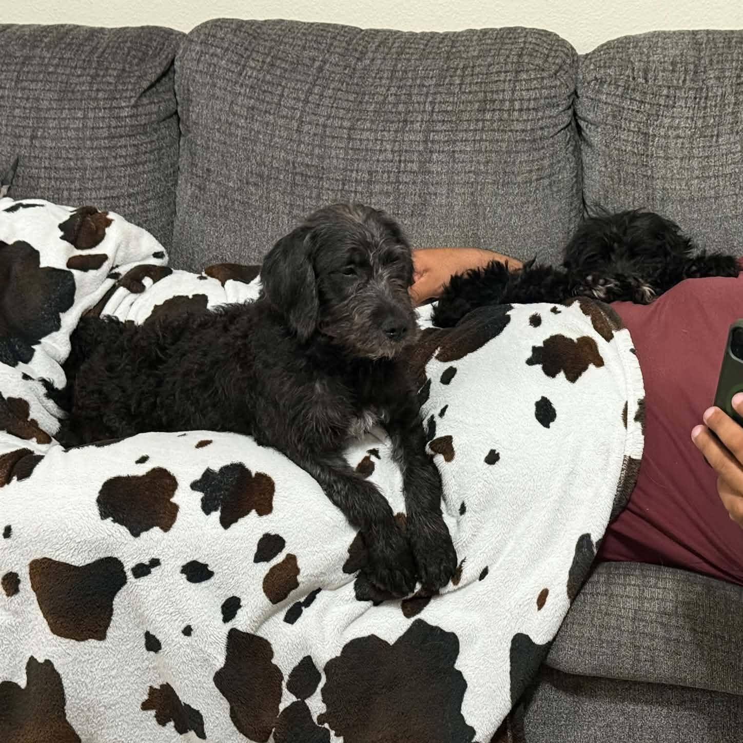 Giselle, an adopted Labradoodle in Palm Bay, FL image 2/6