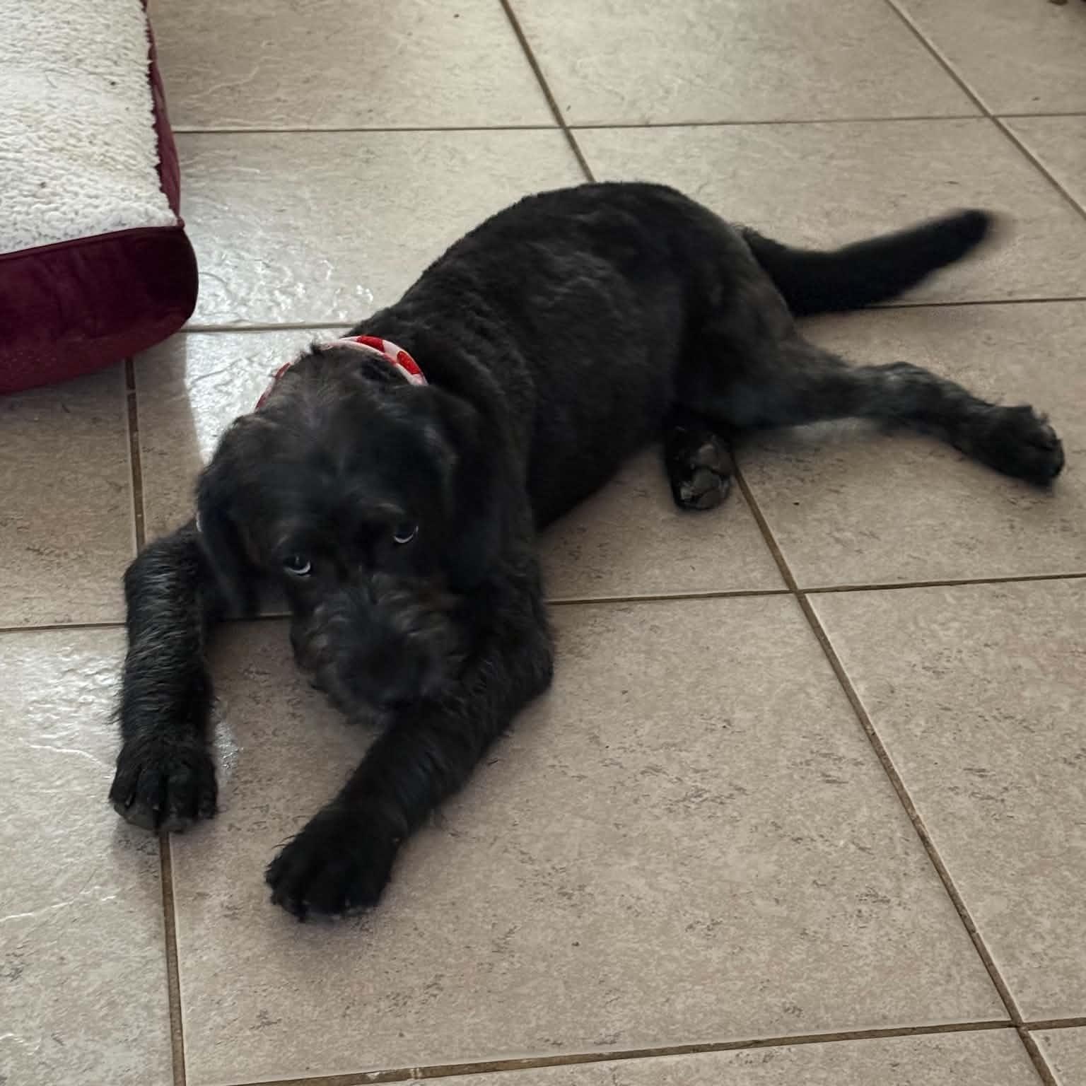 Giselle, an adopted Labradoodle in Palm Bay, FL image 4/6