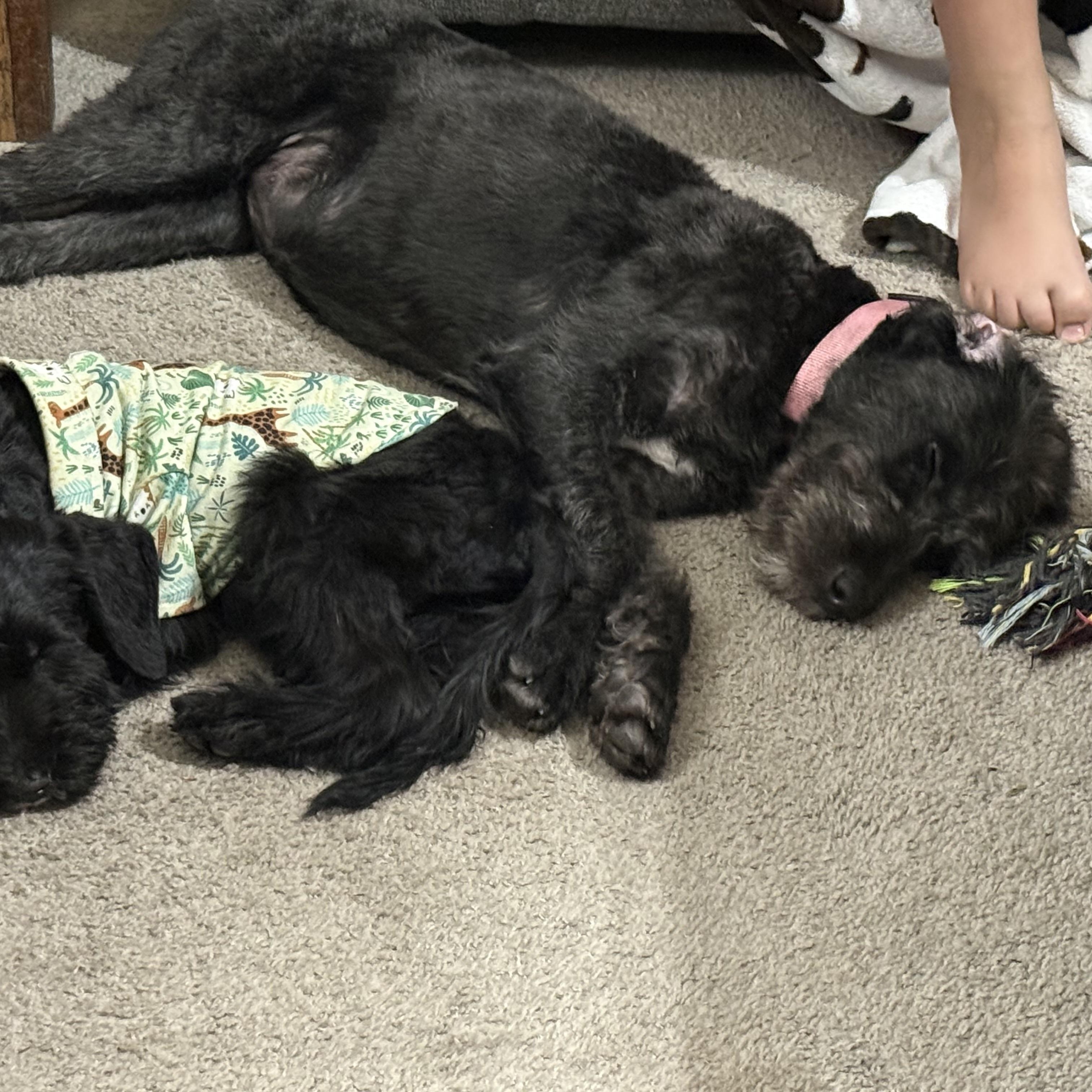 Giselle, an adopted Labradoodle in Palm Bay, FL image 3/6