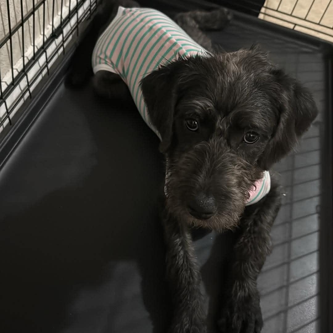 Giselle, an adopted Labradoodle in Palm Bay, FL image 5/6