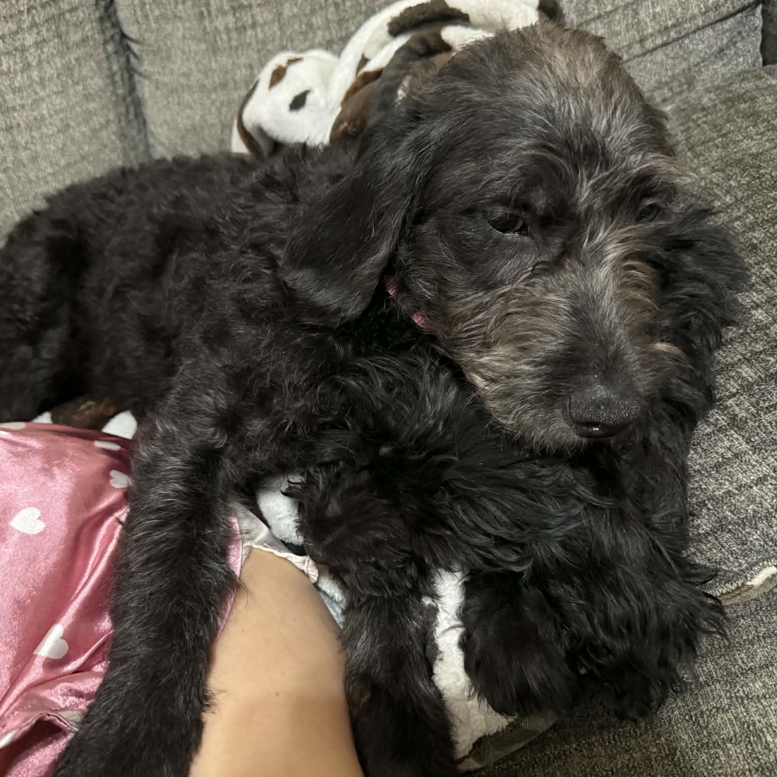 Giselle, an adopted Labradoodle in Palm Bay, FL image 1/6
