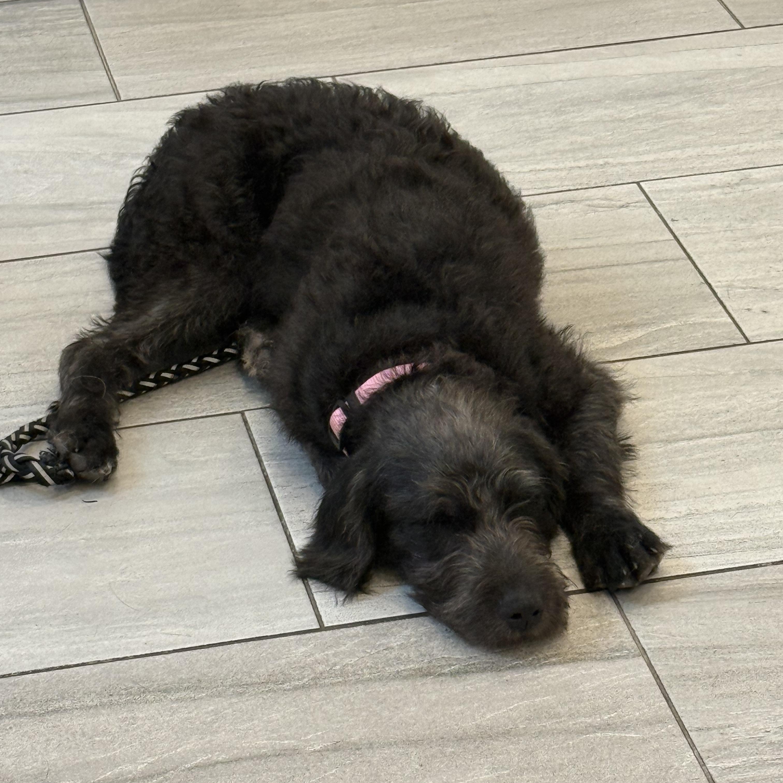 Giselle, an adopted Labradoodle in Palm Bay, FL image 6/6
