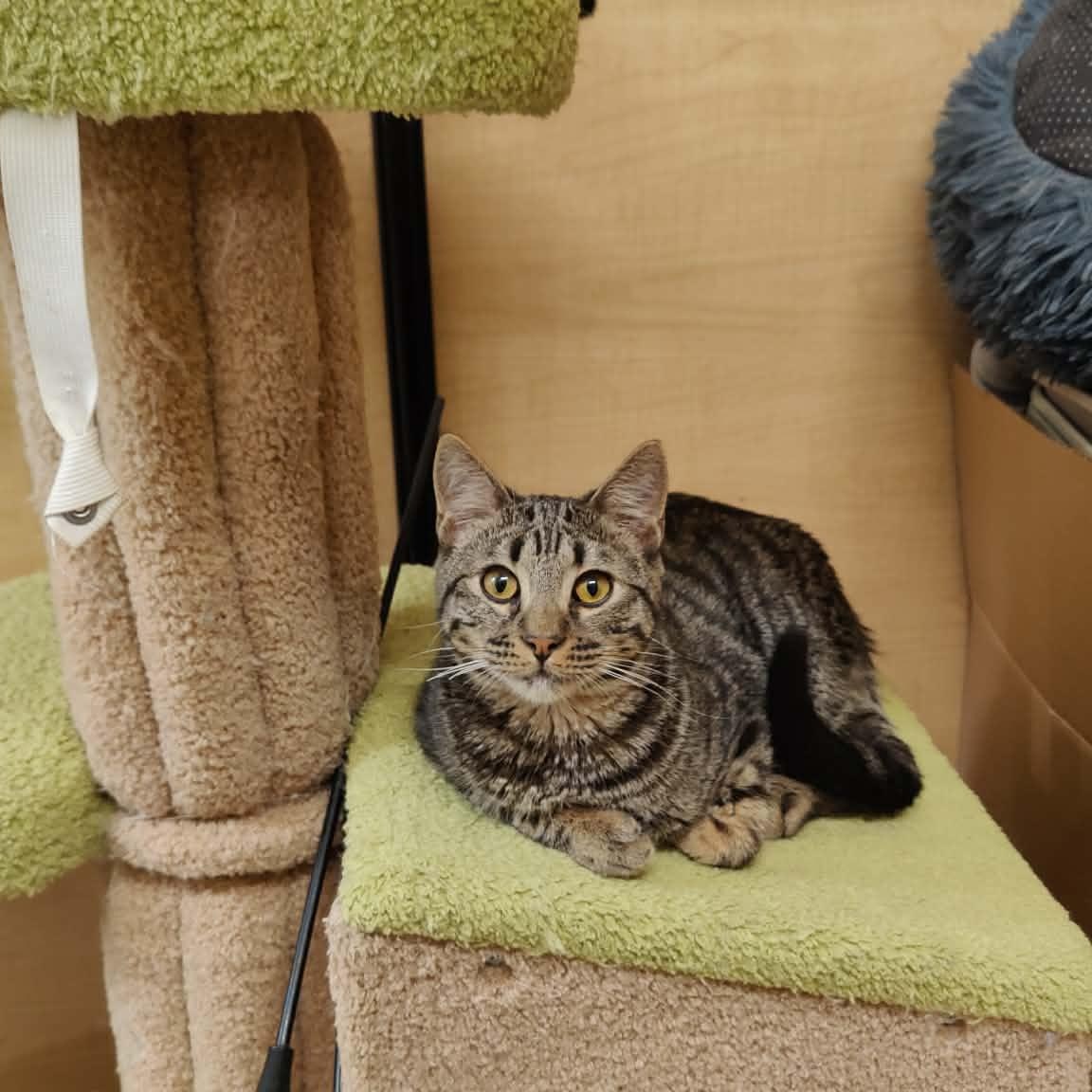 Enlarge Kratos , an adopted Tabby in SCOTTSDALE, AZ image 2/2