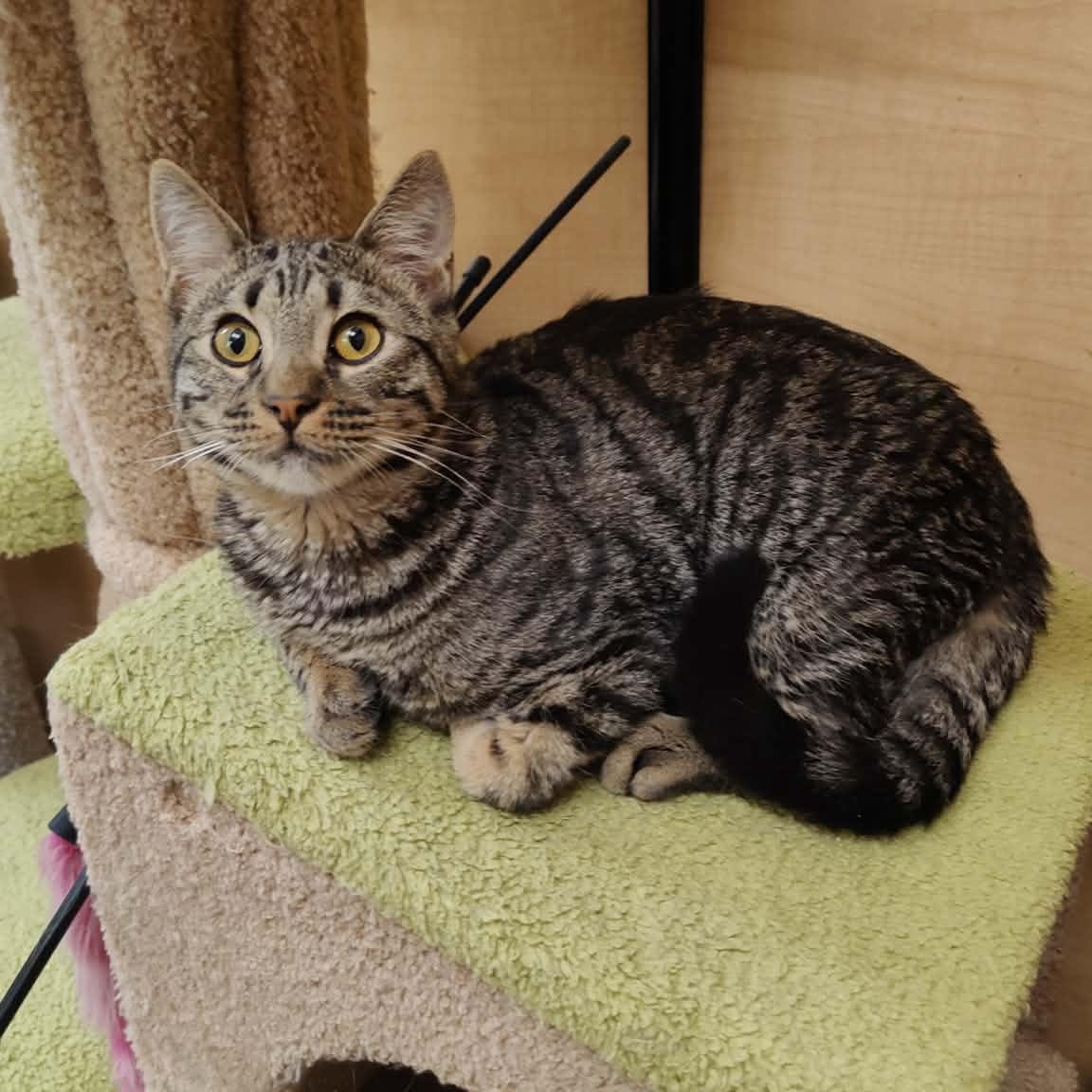 Enlarge Kratos , an adopted Tabby in SCOTTSDALE, AZ image 1/2