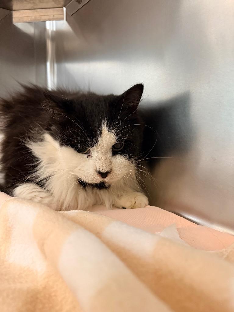 Opossum, Adoptable, Adult Female Domestic Long Hair.