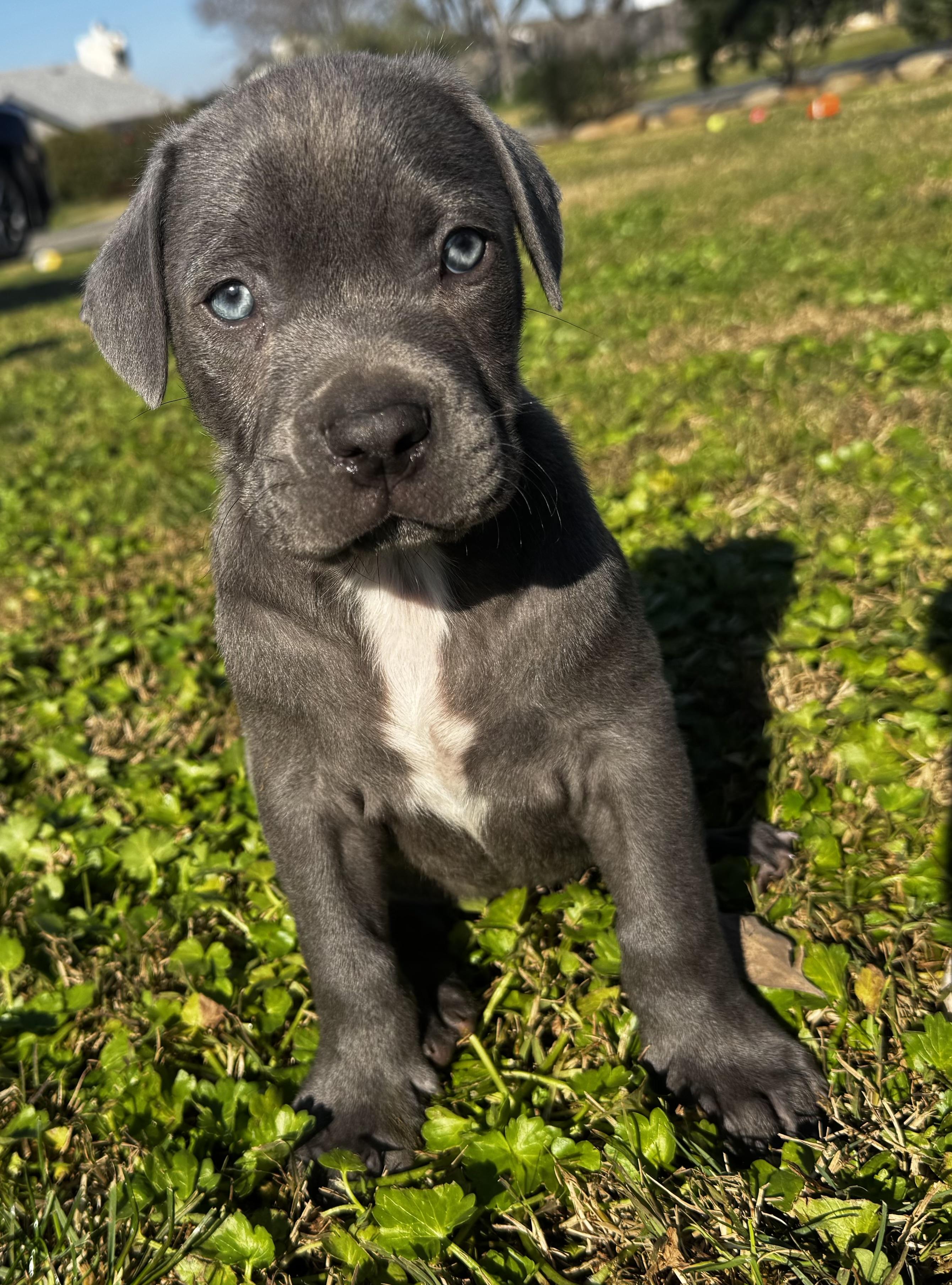 Enlarge Balto, a ADOPTABLE mixed breed in Lincoln, CA image 2/2
