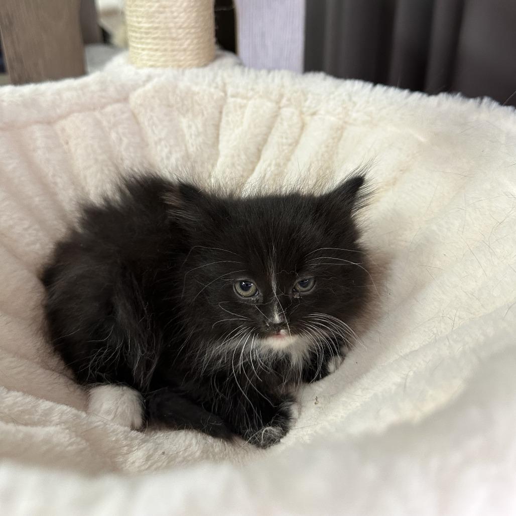 Enlarge Brownie Batter, a Adoptable Domestic Medium Hair in Inman, SC image 1/2