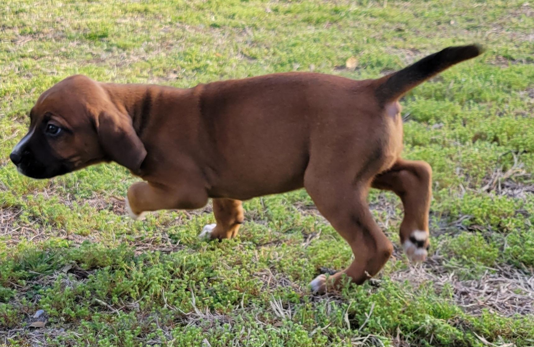 Enlarge Phish Food, a Adoptable mixed breed in Elwood, NJ image 5/5