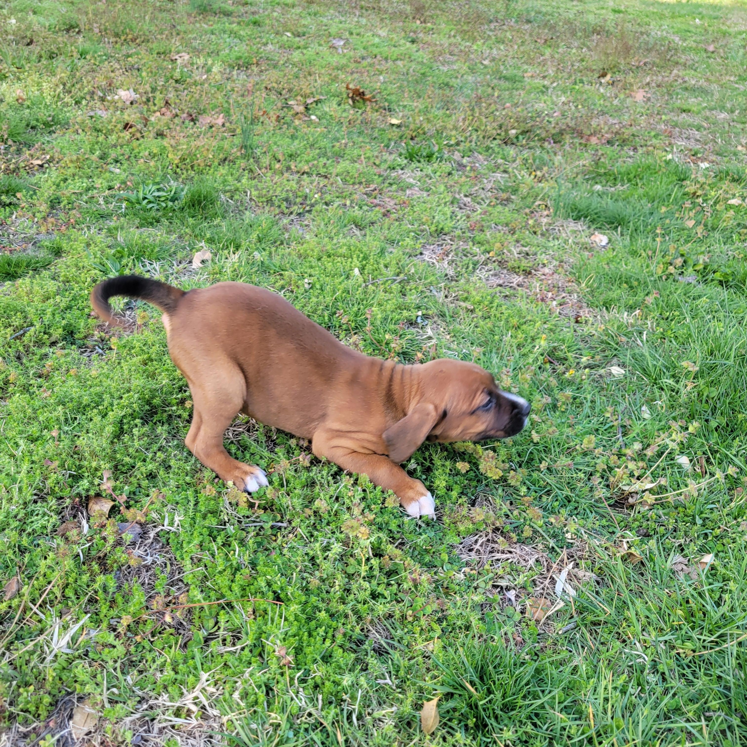 Enlarge Phish Food, a Adoptable mixed breed in Elwood, NJ image 3/5