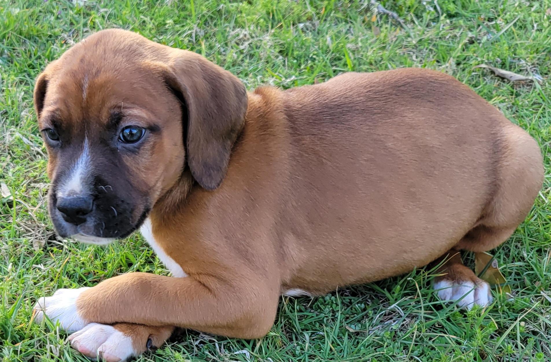 Enlarge Phish Food, a Adoptable mixed breed in Elwood, NJ image 1/5
