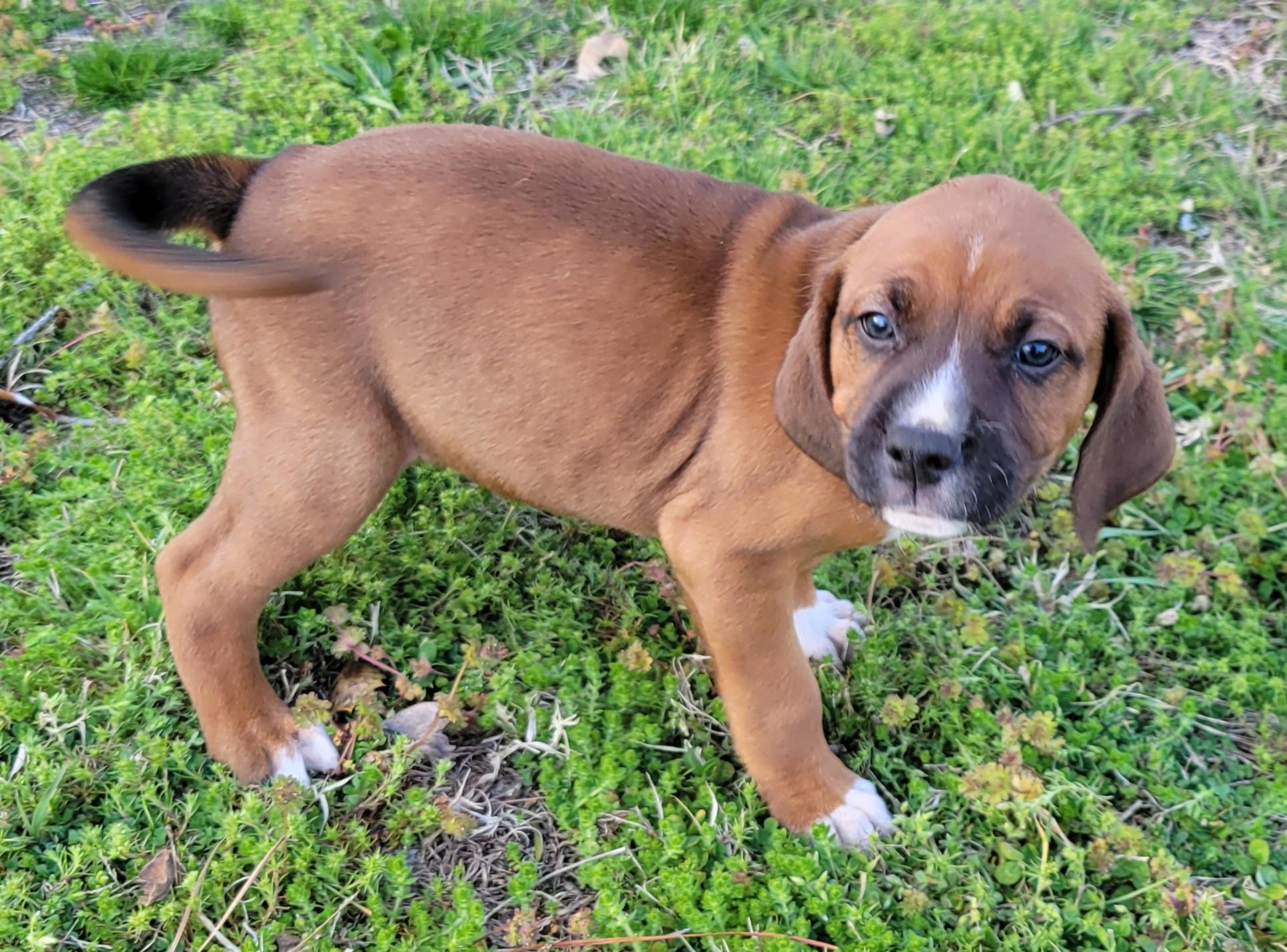 Enlarge Phish Food, a Adoptable mixed breed in Elwood, NJ image 2/5