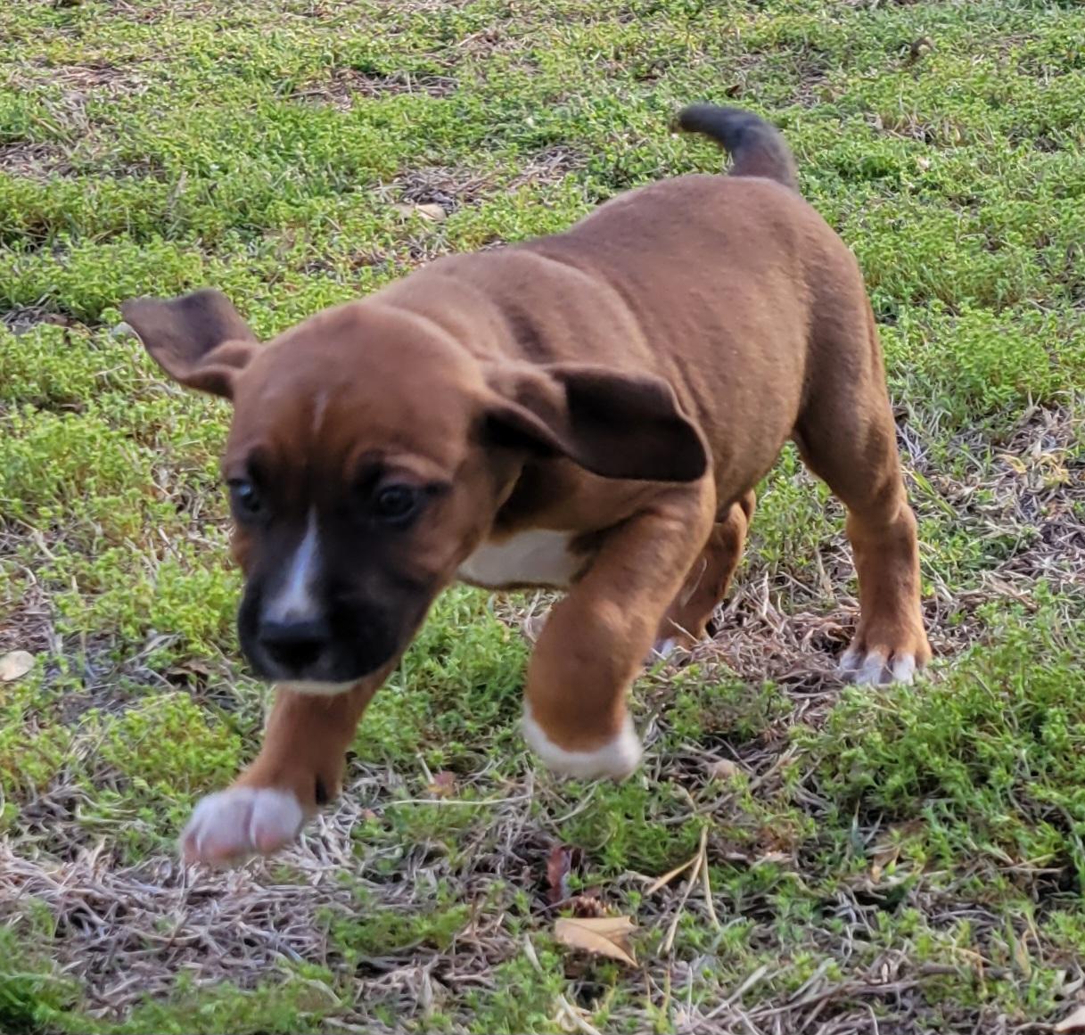 Enlarge Phish Food, a Adoptable mixed breed in Elwood, NJ image 4/5