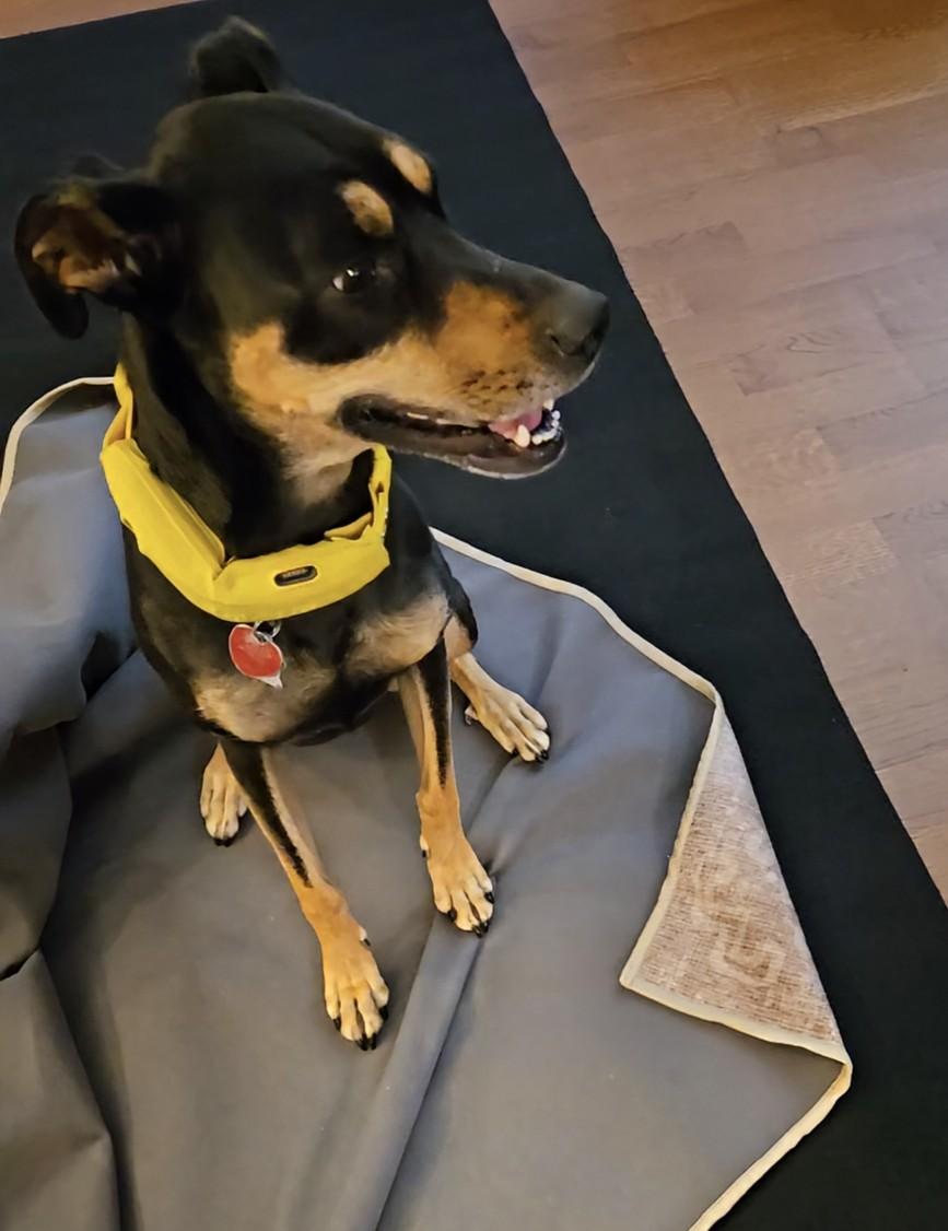 Maizie, a Adoptable mixed breed in Minneapolis, MN image 2/3