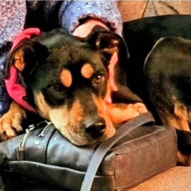 Maizie, Adoptable, Adult Female Husky & Boxer.