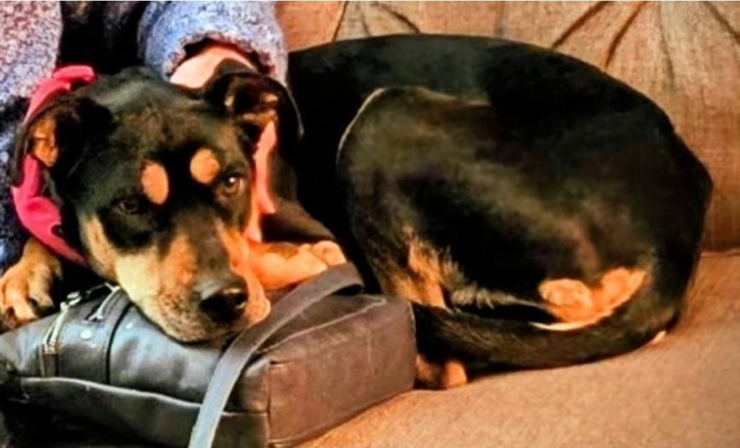 Maizie, a Adoptable mixed breed in Minneapolis, MN image 3/3