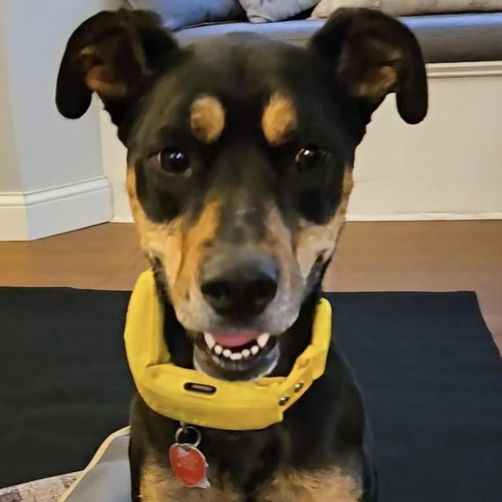 Maizie, a Adoptable mixed breed in Minneapolis, MN image 1/3