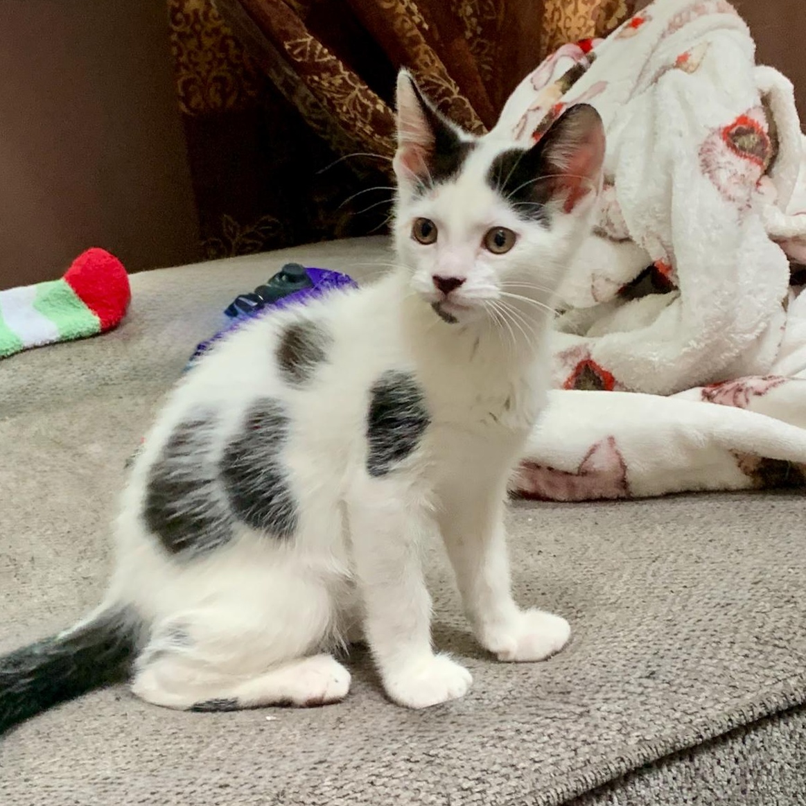 Cow, an adoptable Domestic Short Hair in East Brunswick, NJ image 2/6
