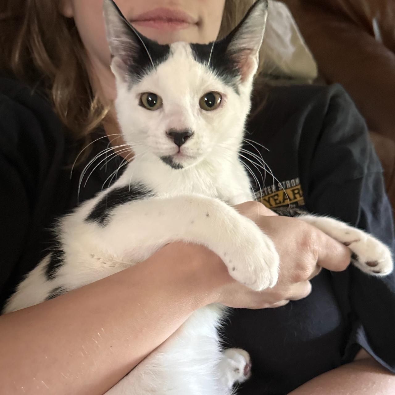 Cow, adoptable, Kitten Male Domestic Short Hair.