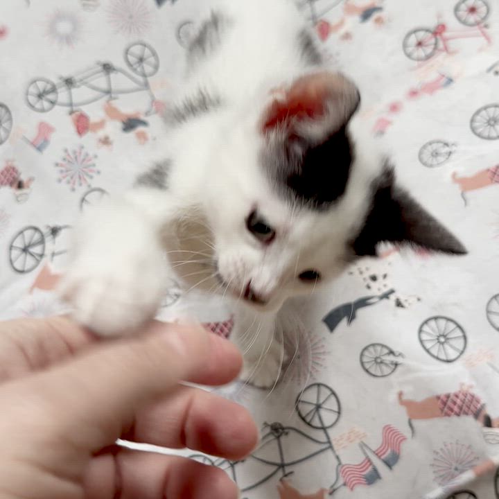 Enlarge Cow, an adoptable Domestic Short Hair in East Brunswick, NJ video 3/6