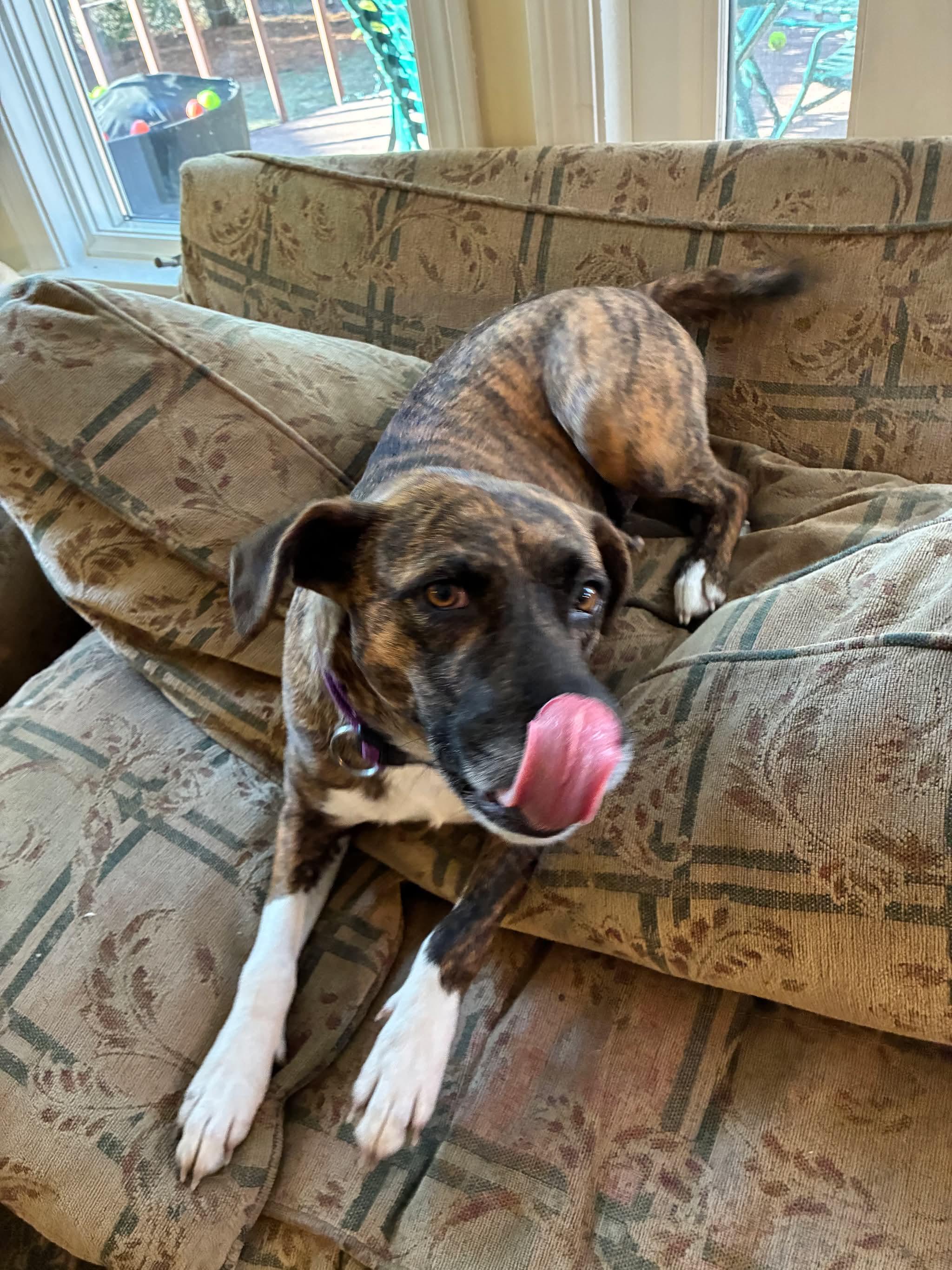 Enlarge Galaxy, a Adoptable mixed breed in Portland, ME image 3/5