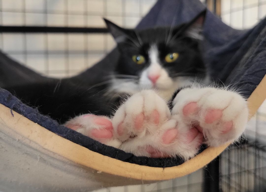 Grape, a Adoptable mixed breed in Swartz Creek, MI image 2/6