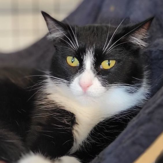 Grape, a Adoptable mixed breed in Swartz Creek, MI image 1/6